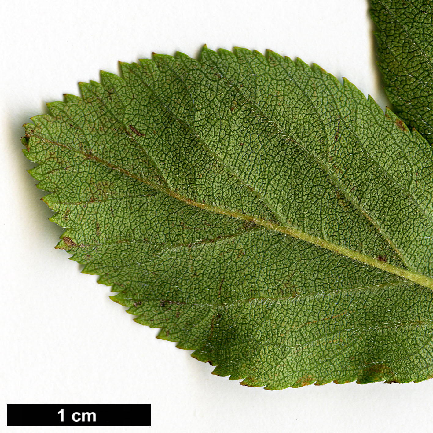 High resolution image: Family: Rosaceae - Genus: Crataegus - Taxon: tracyi