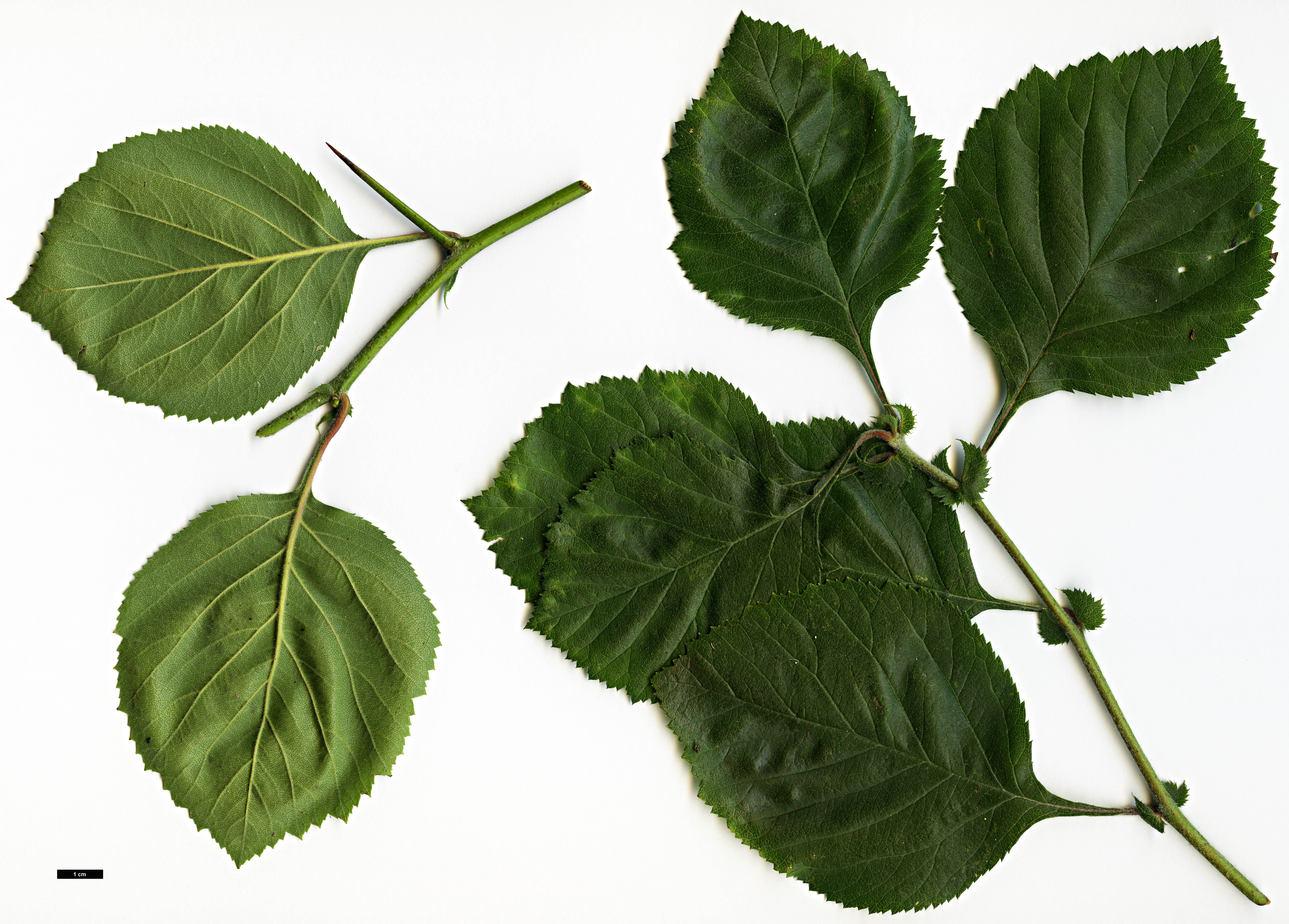 High resolution image: Family: Rosaceae - Genus: Crataegus - Taxon: ×dispessa