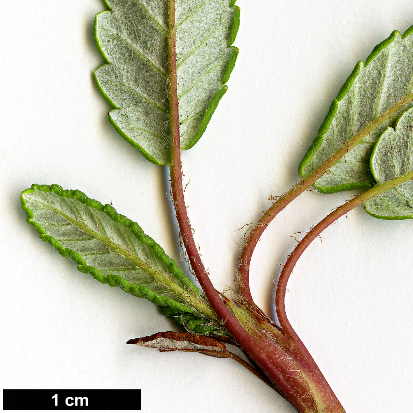 High resolution image: Family: Rosaceae - Genus: Dryas - Taxon: octopetala