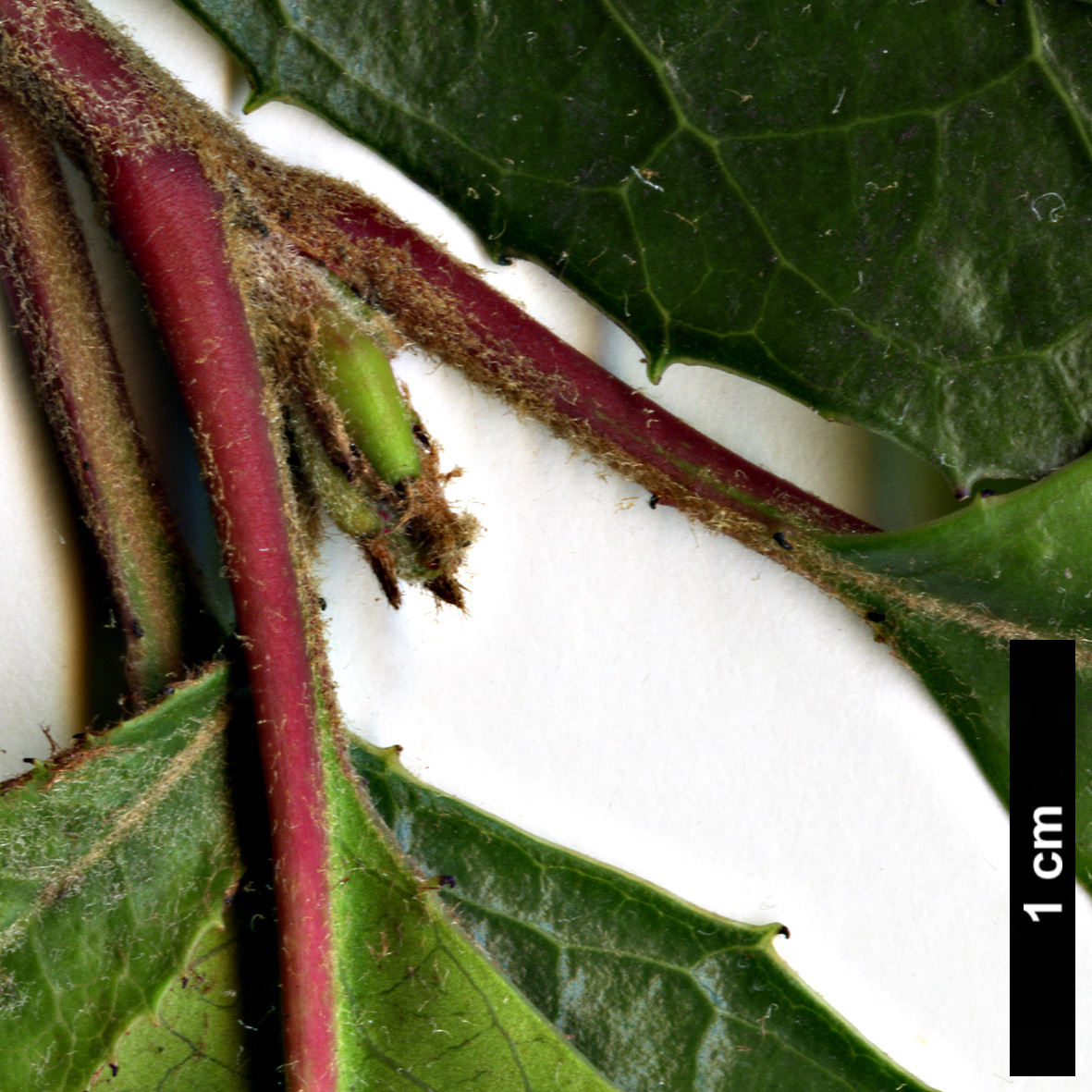 High resolution image: Family: Rosaceae - Genus: Heteromeles - Taxon: arbutifolia