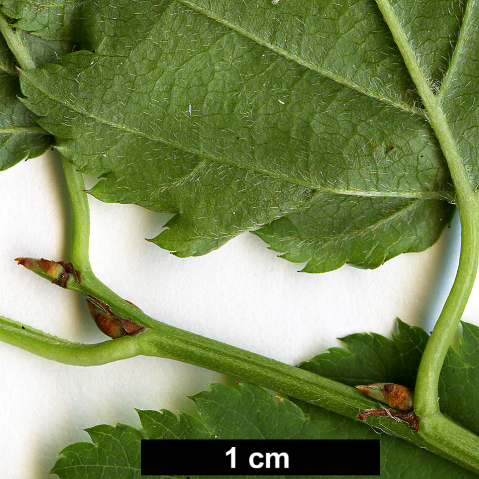 High resolution image: Family: Rosaceae - Genus: Kerria - Taxon: japonica