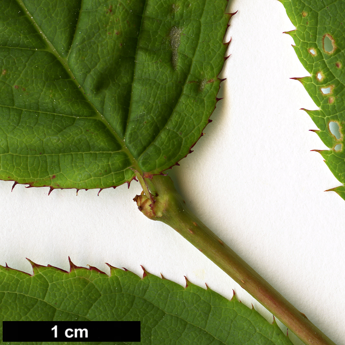 High resolution image: Family: Rosaceae - Genus: Maddenia - Taxon: hypoleuca