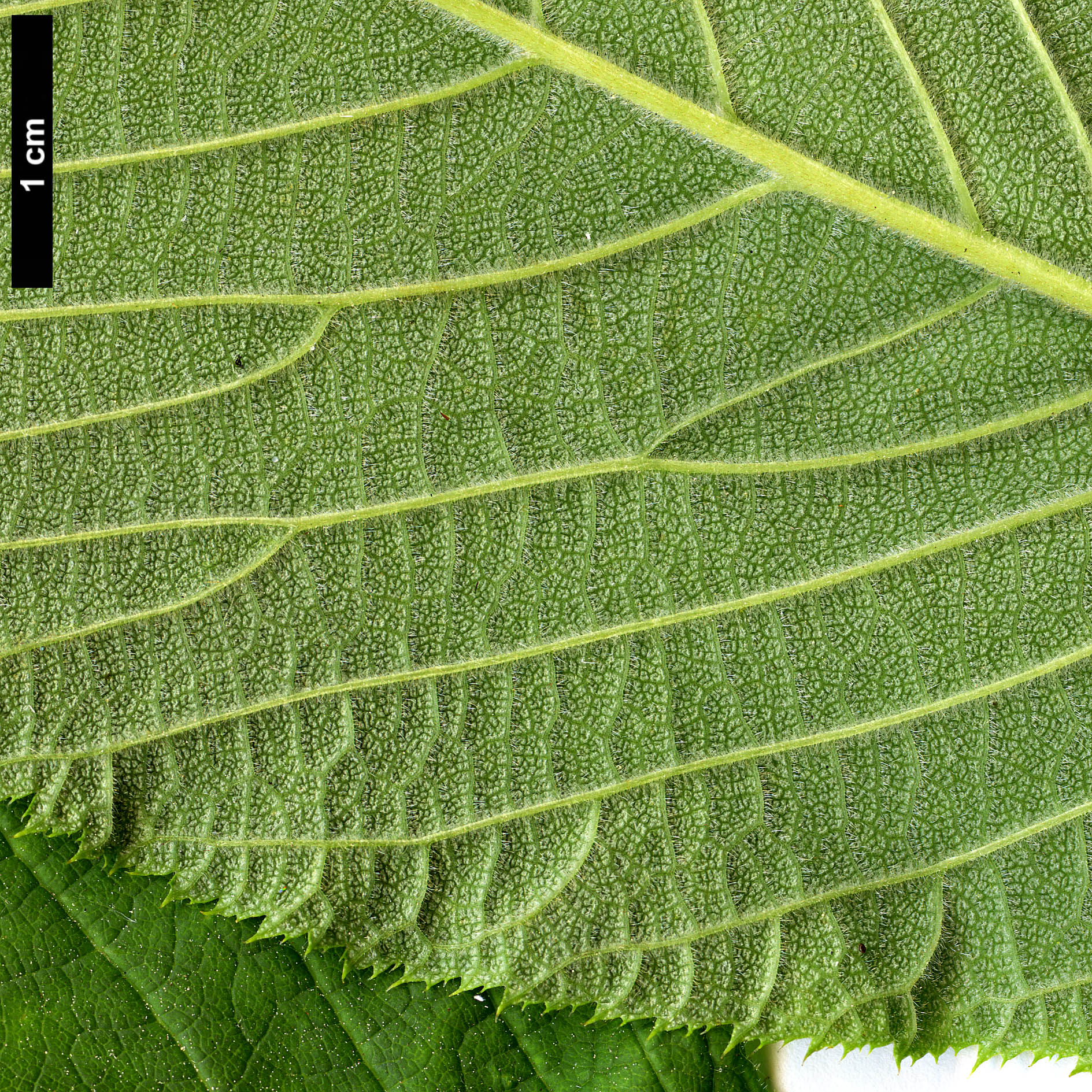 High resolution image: Family: Rosaceae - Genus: Maddenia - Taxon: wilsonii