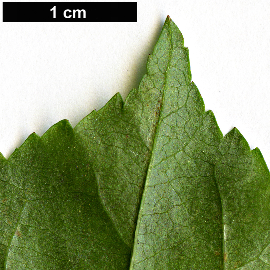 High resolution image: Family: Rosaceae - Genus: Malus - Taxon: sylvestris
