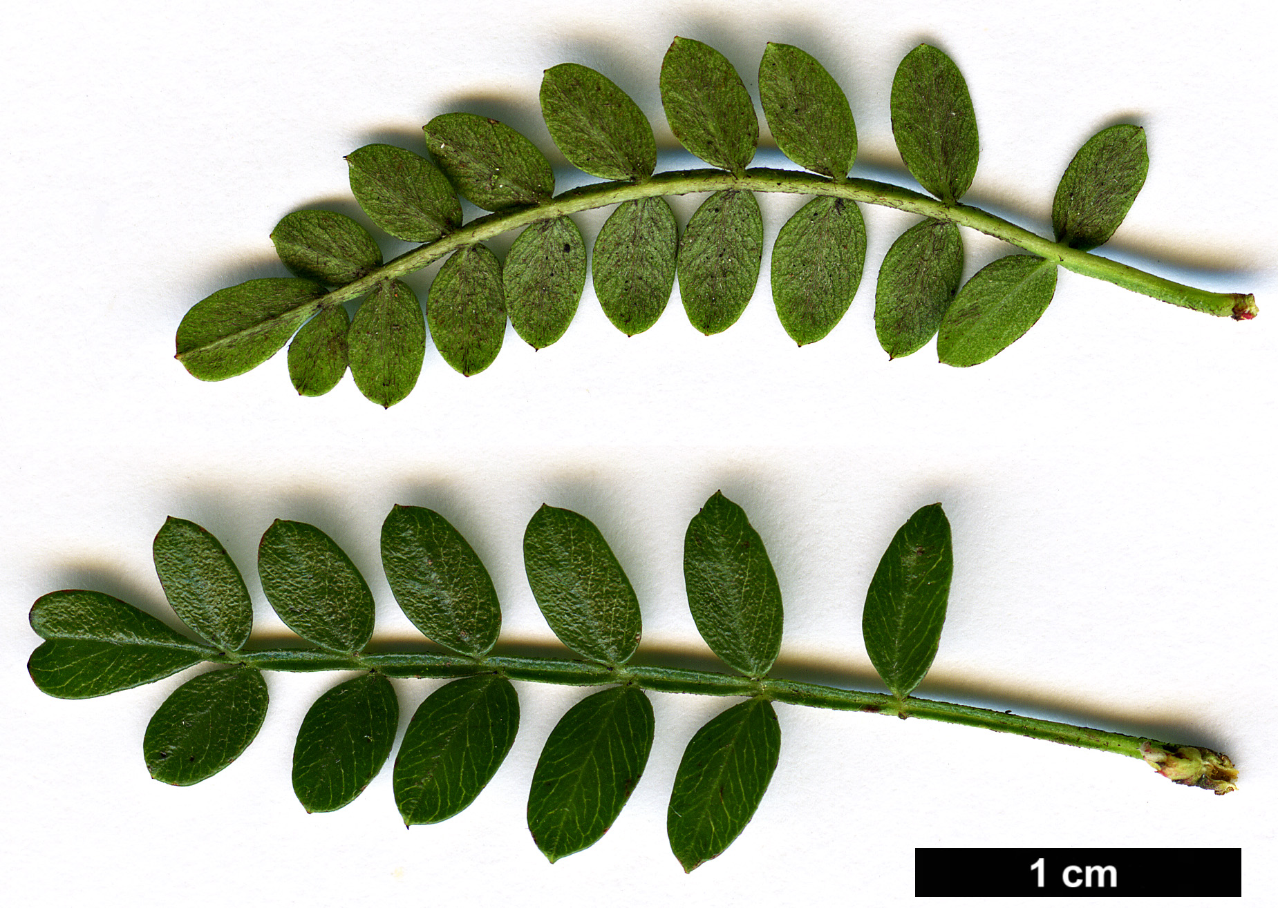 High resolution image: Family: Rosaceae - Genus: Osteomeles - Taxon: schweriniae