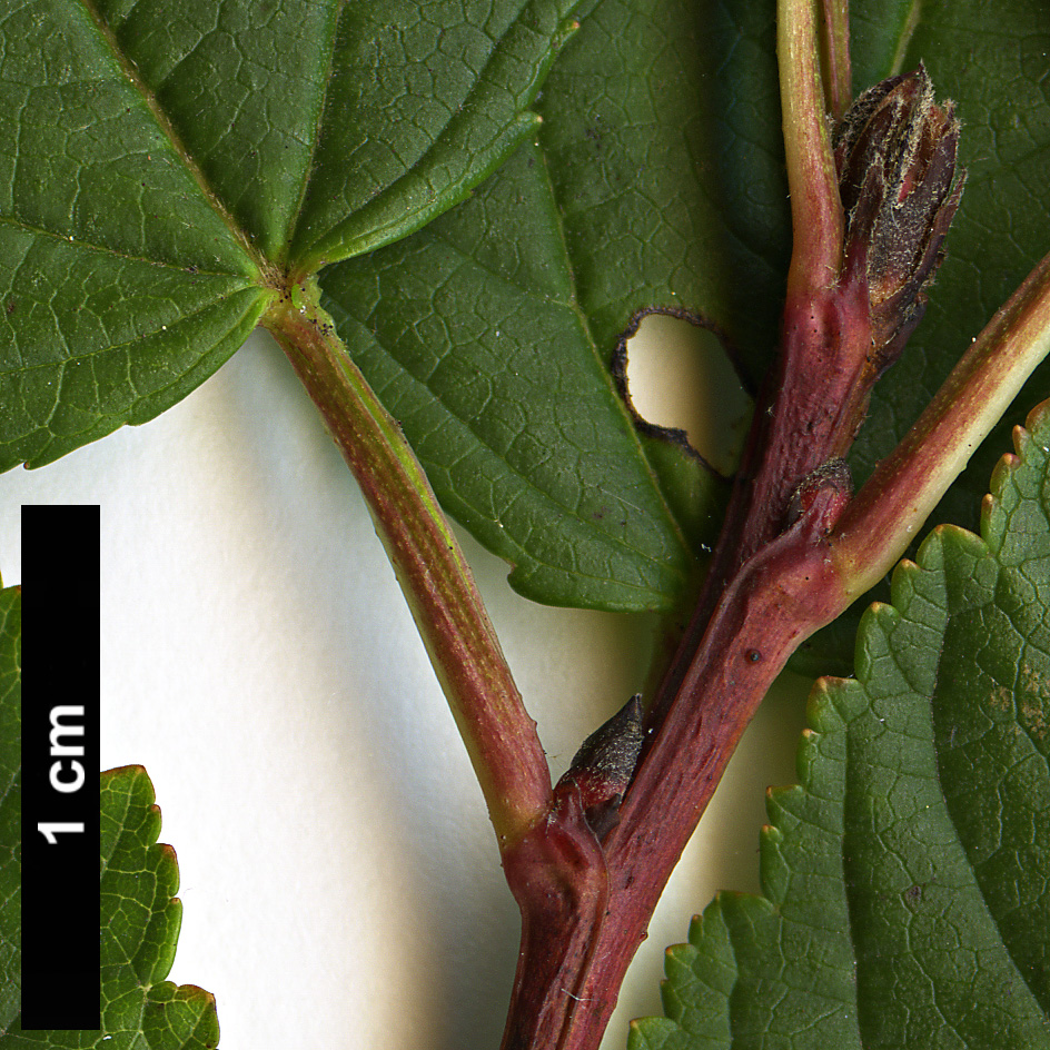 High resolution image: Family: Rosaceae - Genus: Physocarpus - Taxon: opulifolius