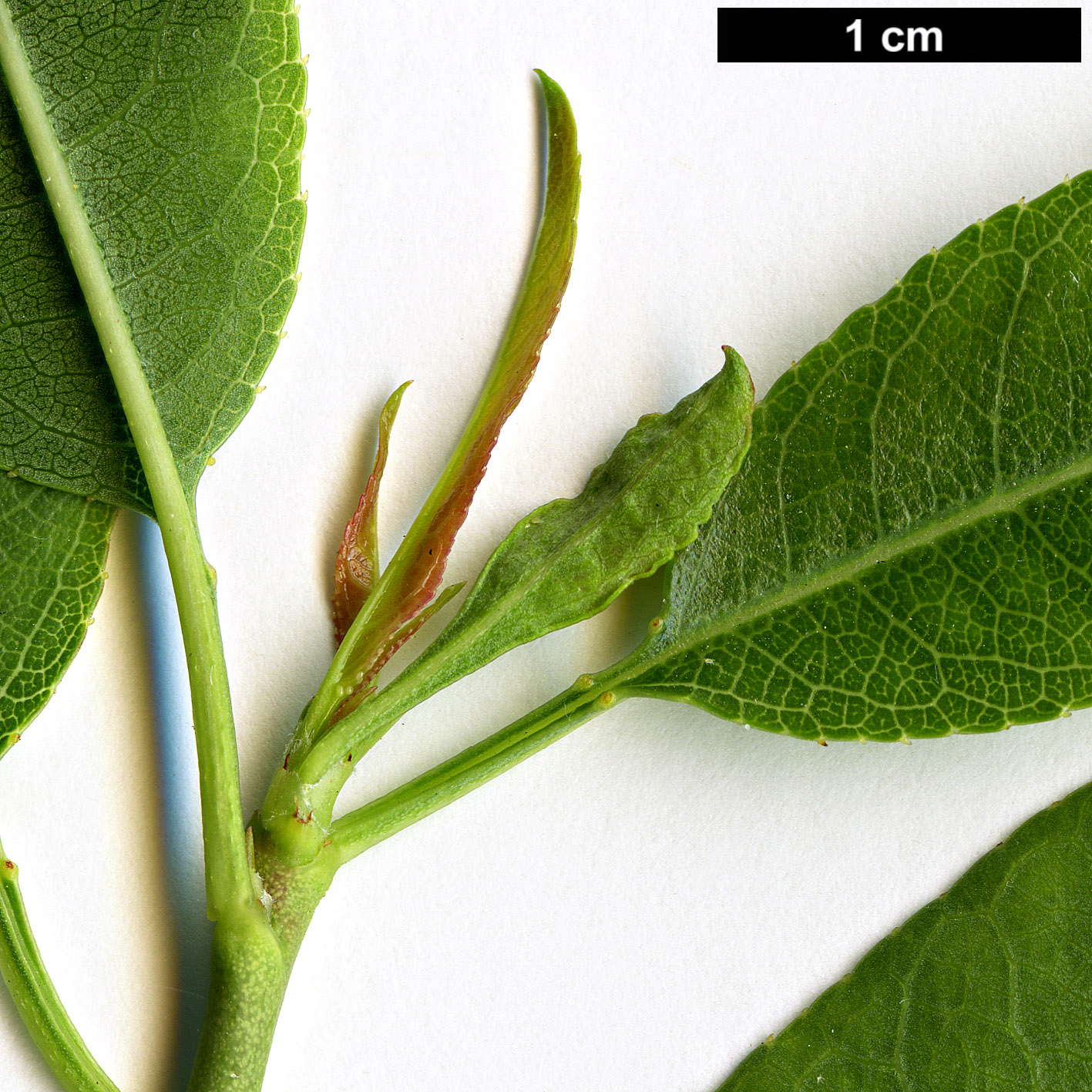High resolution image: Family: Rosaceae - Genus: Prunus - Taxon: dulcis