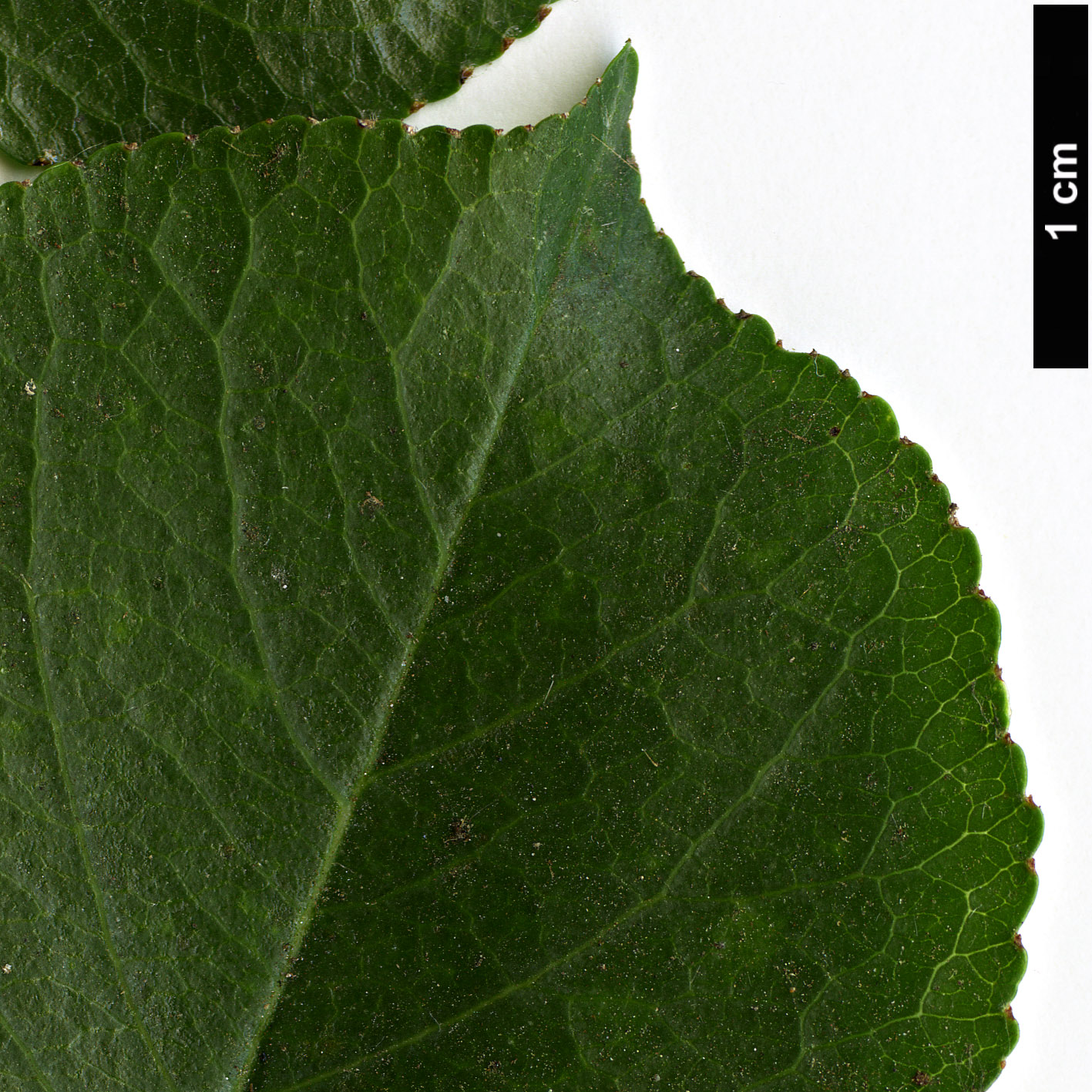 High resolution image: Family: Rosaceae - Genus: Prunus - Taxon: mahaleb
