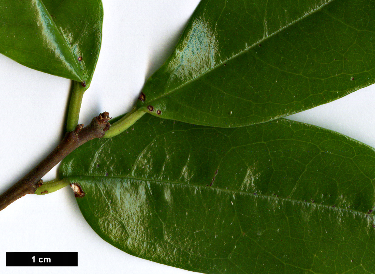 High resolution image: Family: Rosaceae - Genus: Prunus - Taxon: phaeosticta
