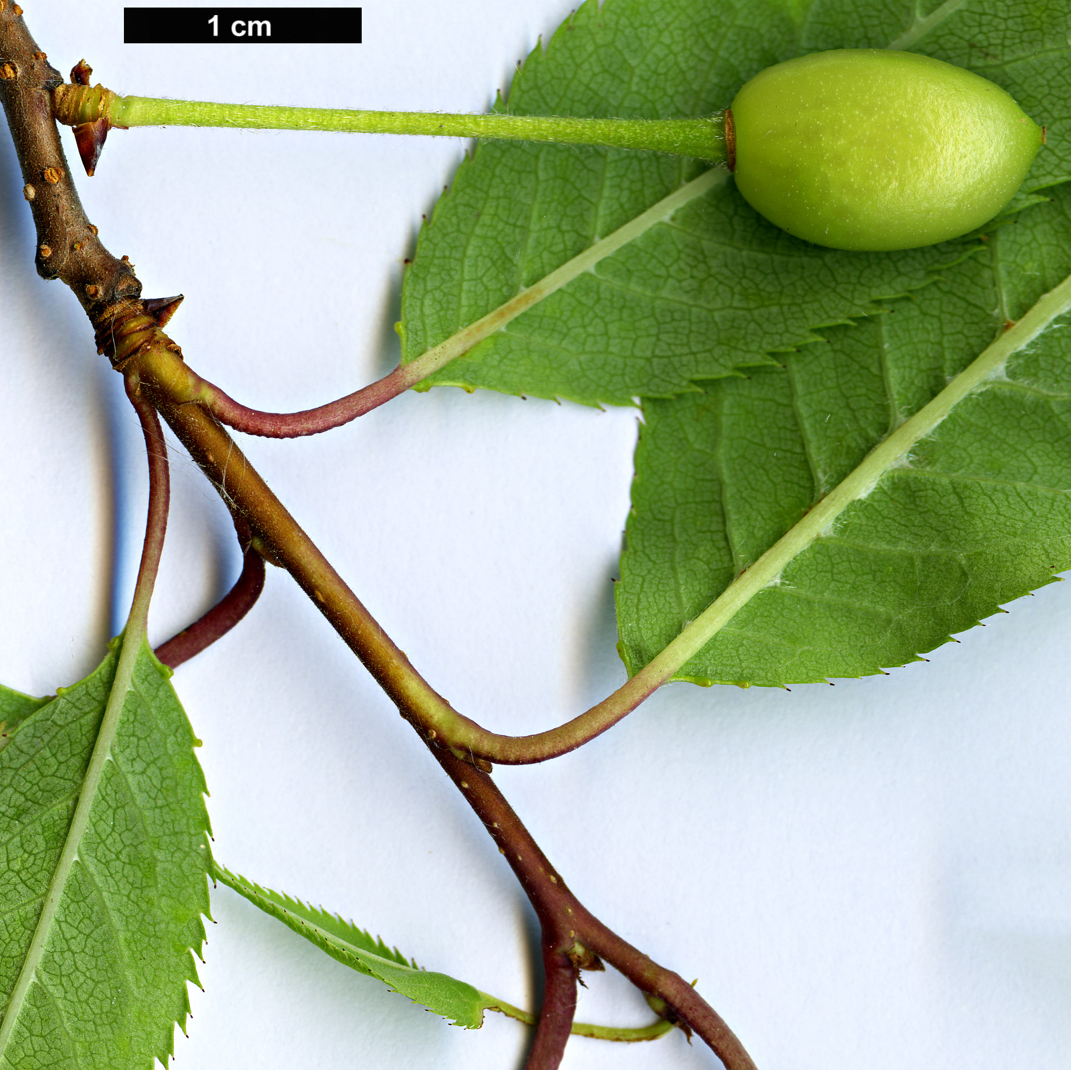 High resolution image: Family: Rosaceae - Genus: Prunus - Taxon: serrula