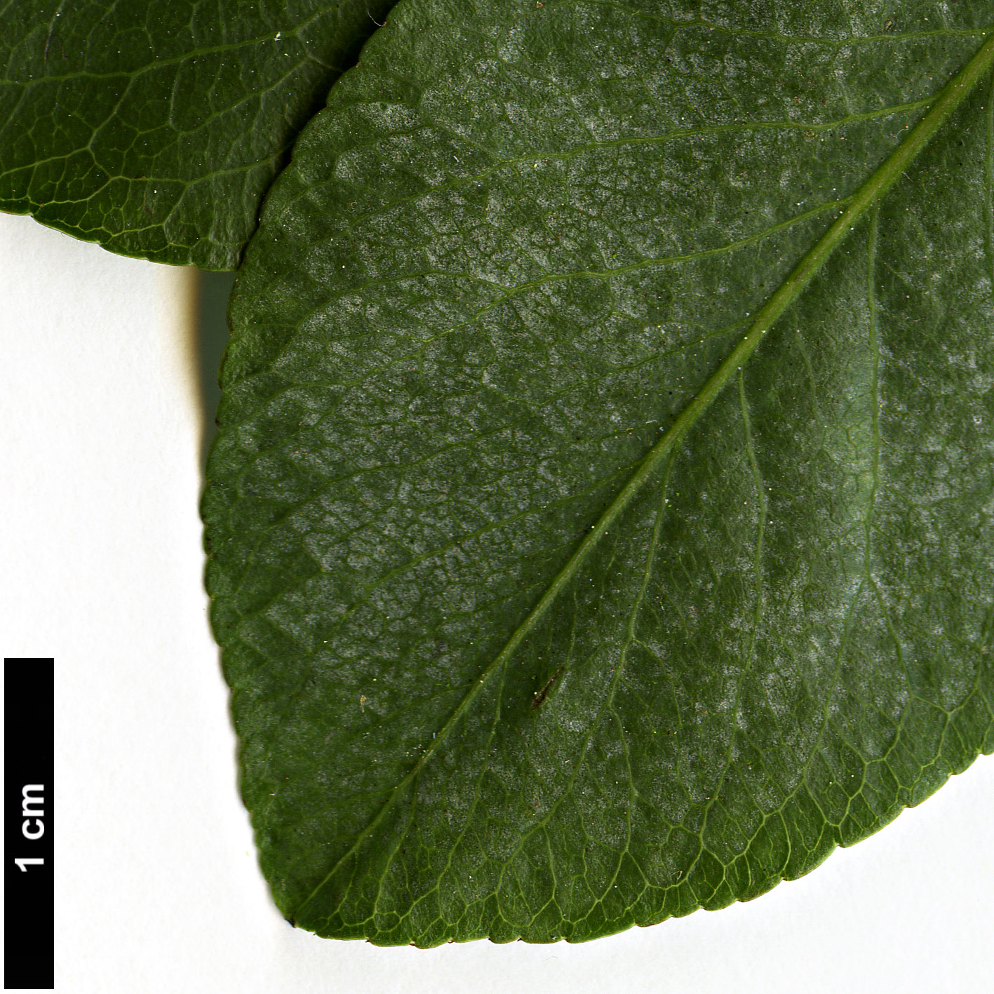High resolution image: Family: Rosaceae - Genus: Pyrus - Taxon: pashia