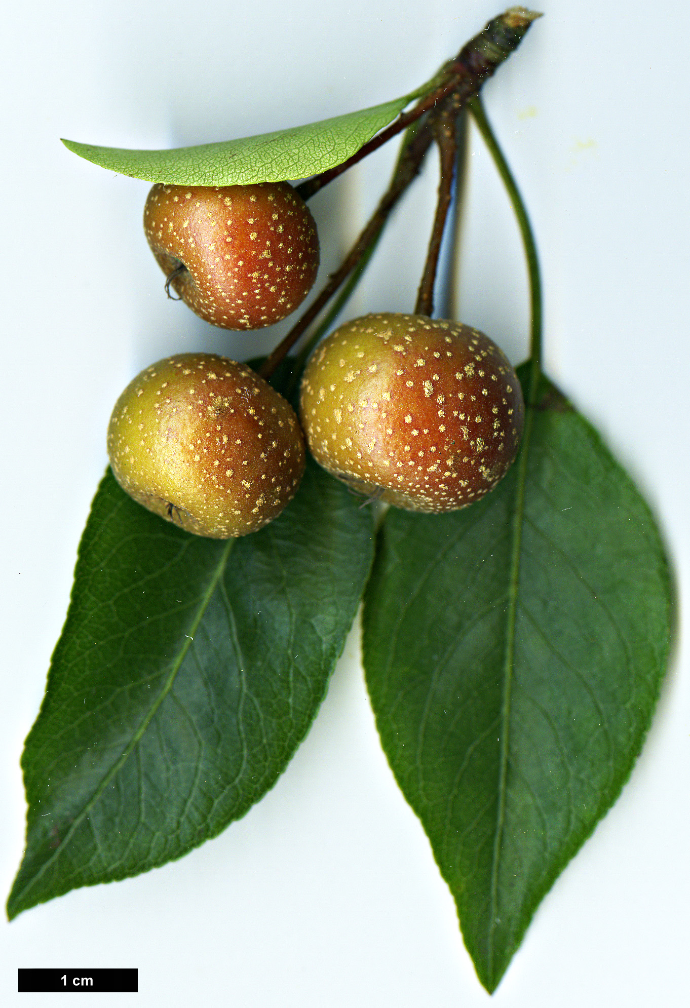 High resolution image: Family: Rosaceae - Genus: Pyrus - Taxon: pashia