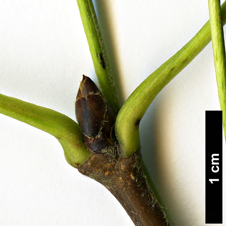 High resolution image: Family: Rosaceae - Genus: Pyrus - Taxon: serrulata