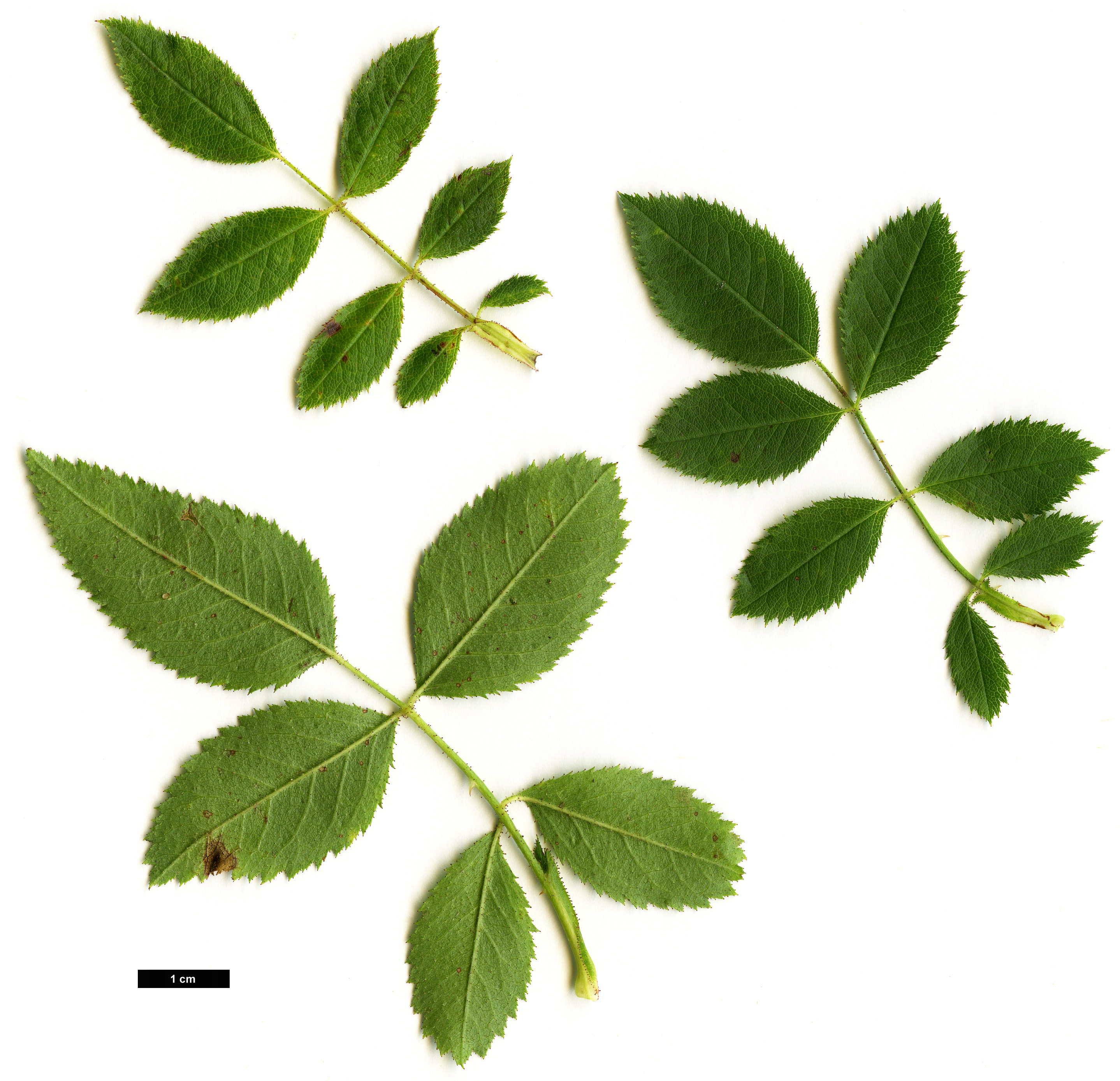High resolution image: Family: Rosaceae - Genus: Rosa - Taxon: agrestis
