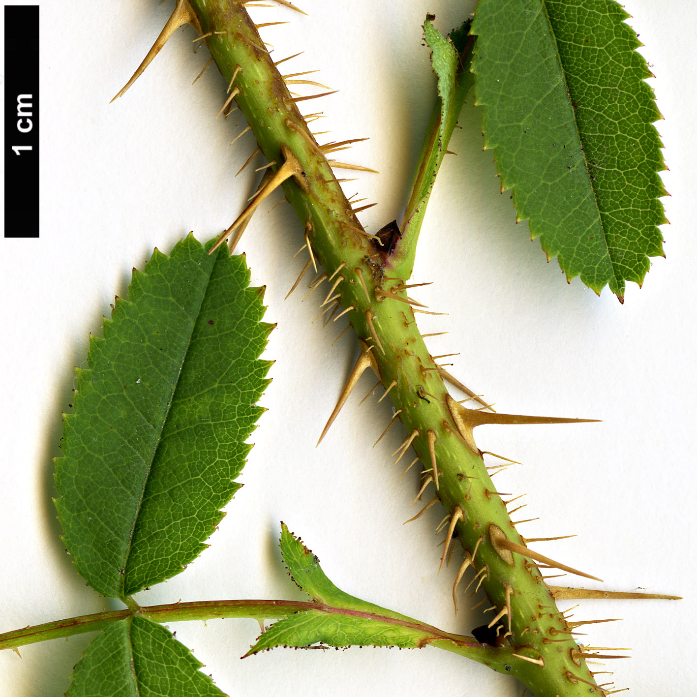 High resolution image: Family: Rosaceae - Genus: Rosa - Taxon: pimpinellifolia
