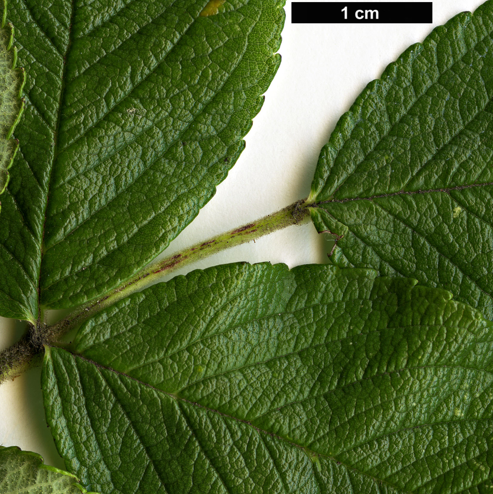High resolution image: Family: Rosaceae - Genus: Rosa - Taxon: rugosa