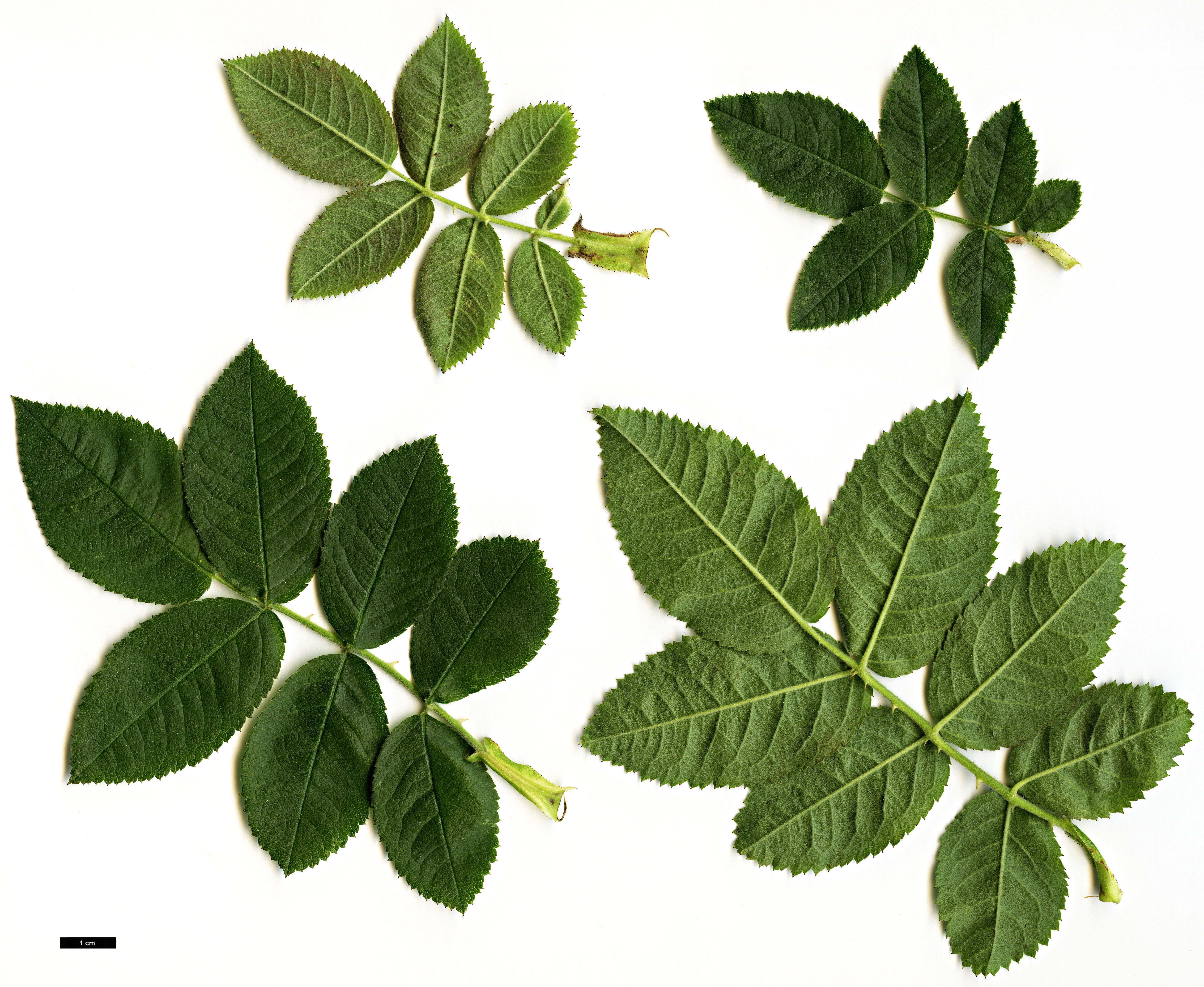 High resolution image: Family: Rosaceae - Genus: Rosa - Taxon: scabriuscula