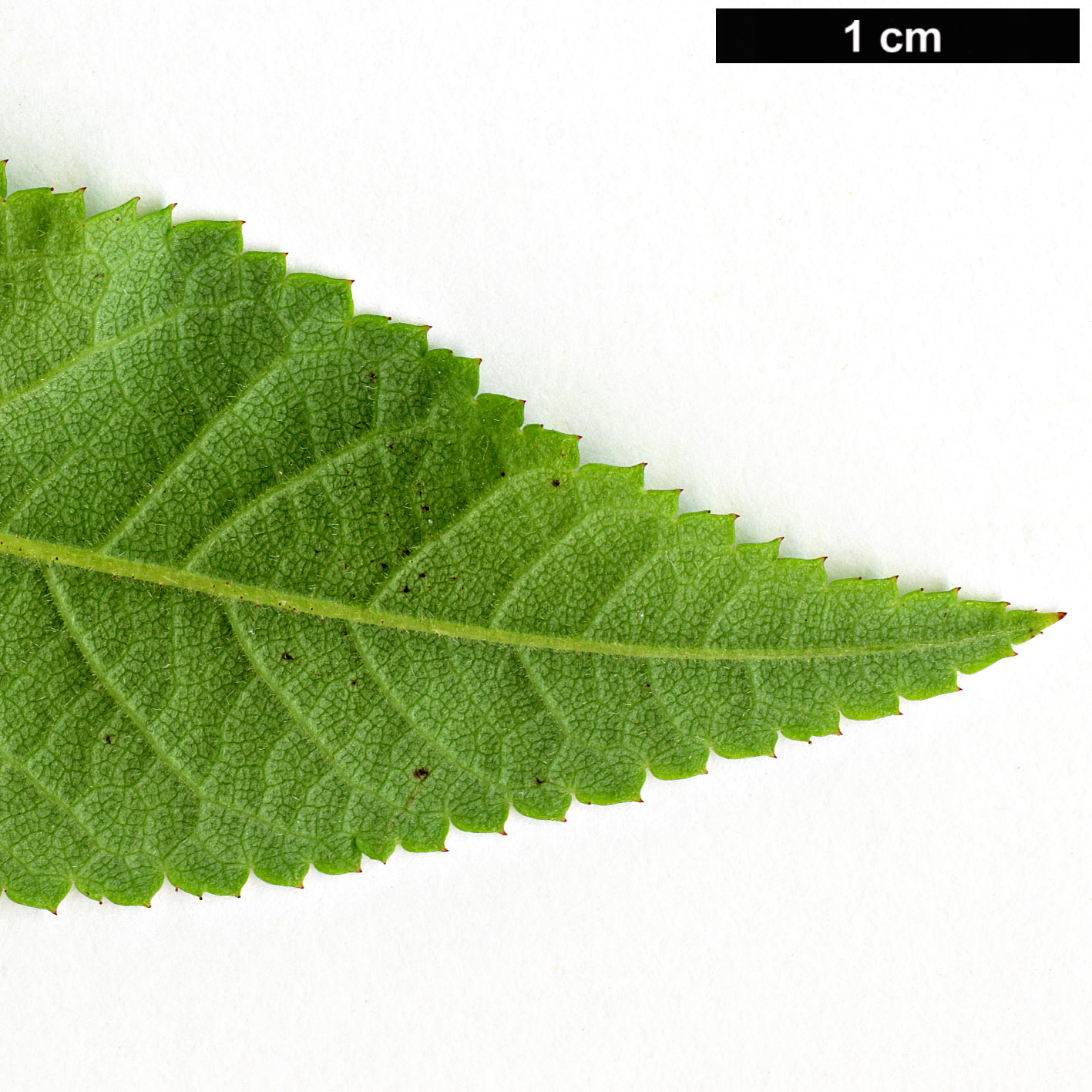 High resolution image: Family: Rosaceae - Genus: Rosa - Taxon: setigera