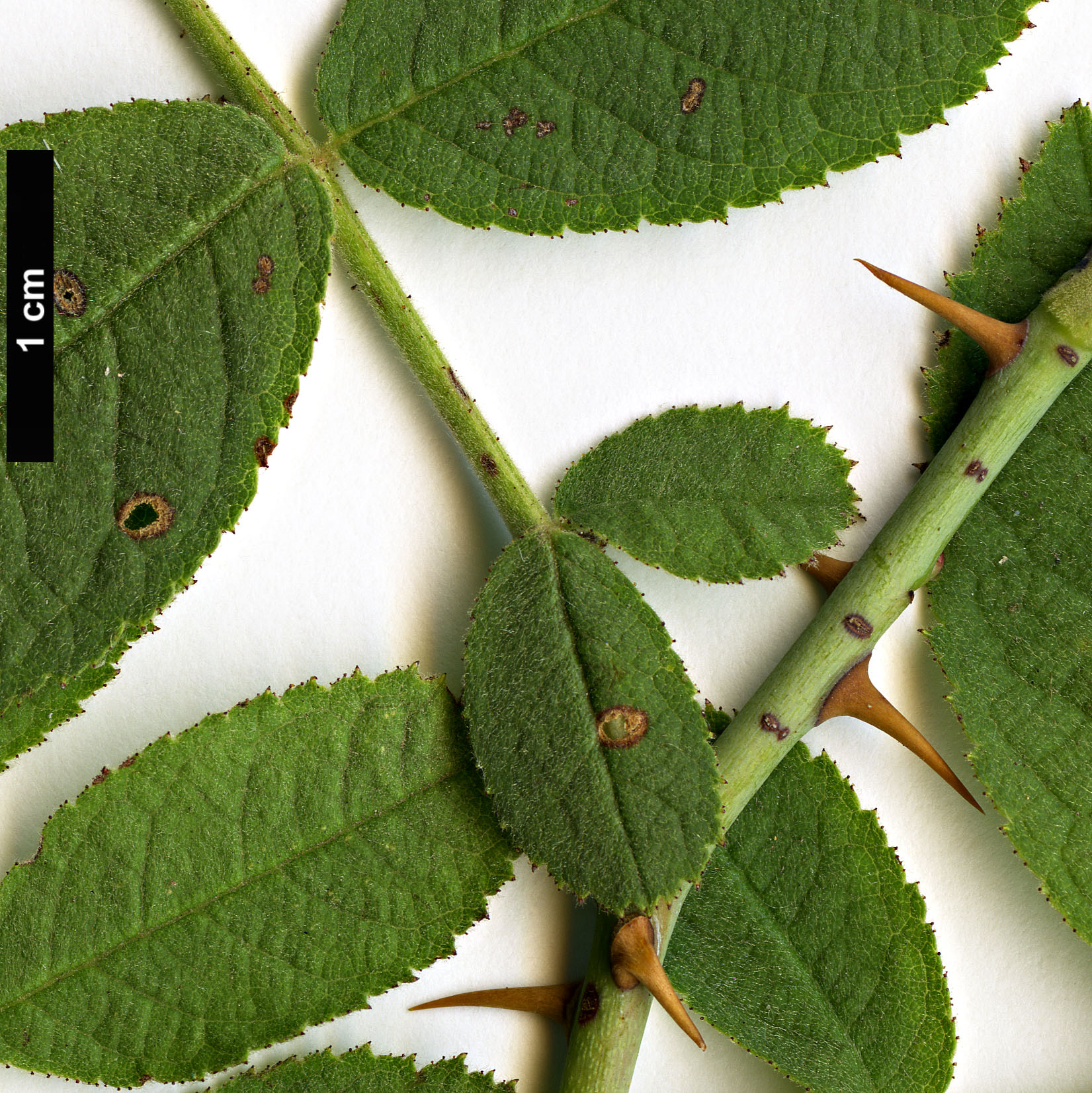 High resolution image: Family: Rosaceae - Genus: Rosa - Taxon: sherardii