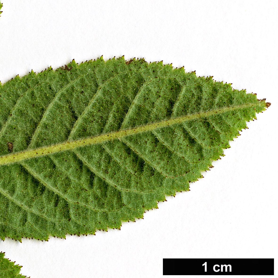 High resolution image: Family: Rosaceae - Genus: Rosa - Taxon: sherardii