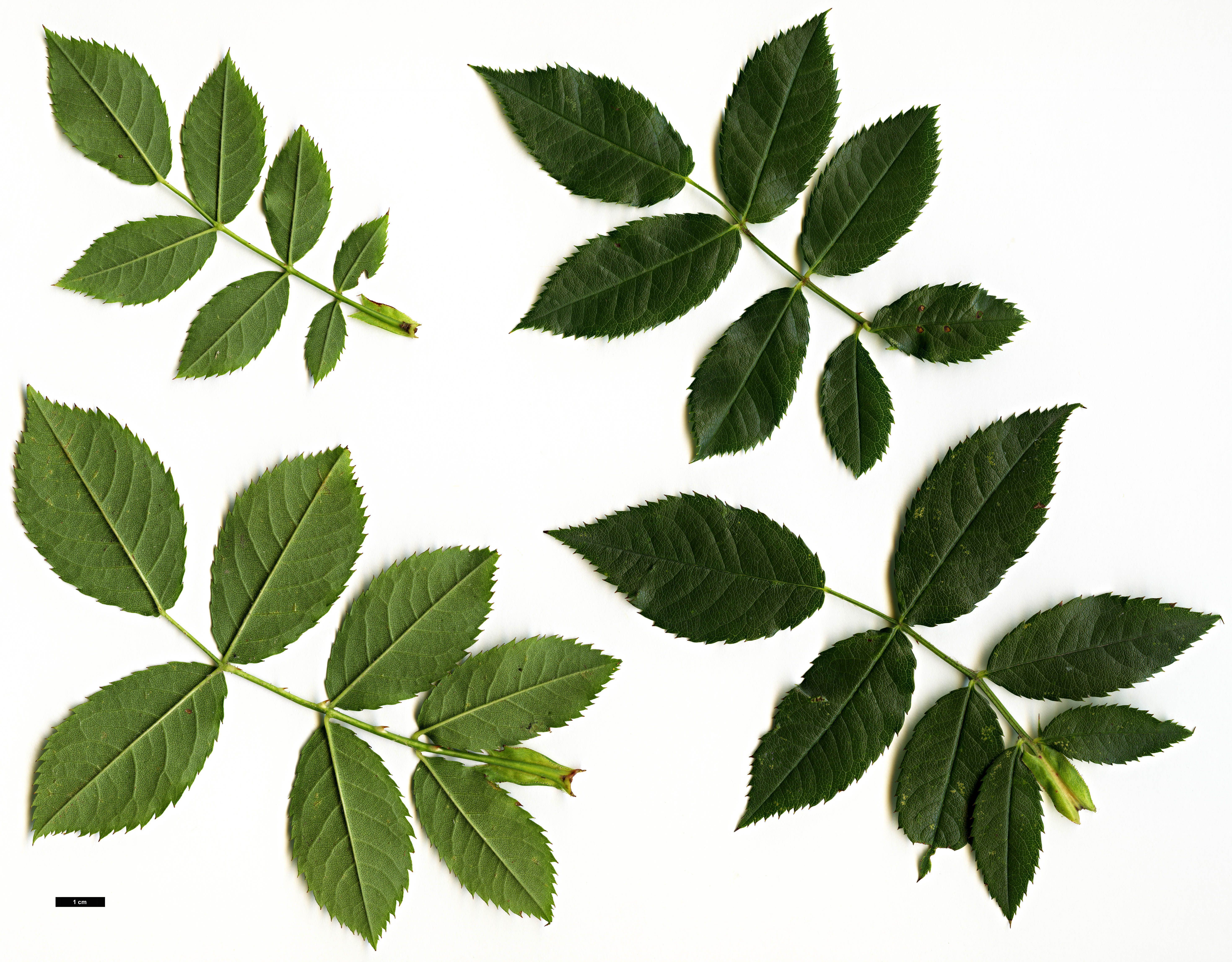 High resolution image: Family: Rosaceae - Genus: Rosa - Taxon: stylosa
