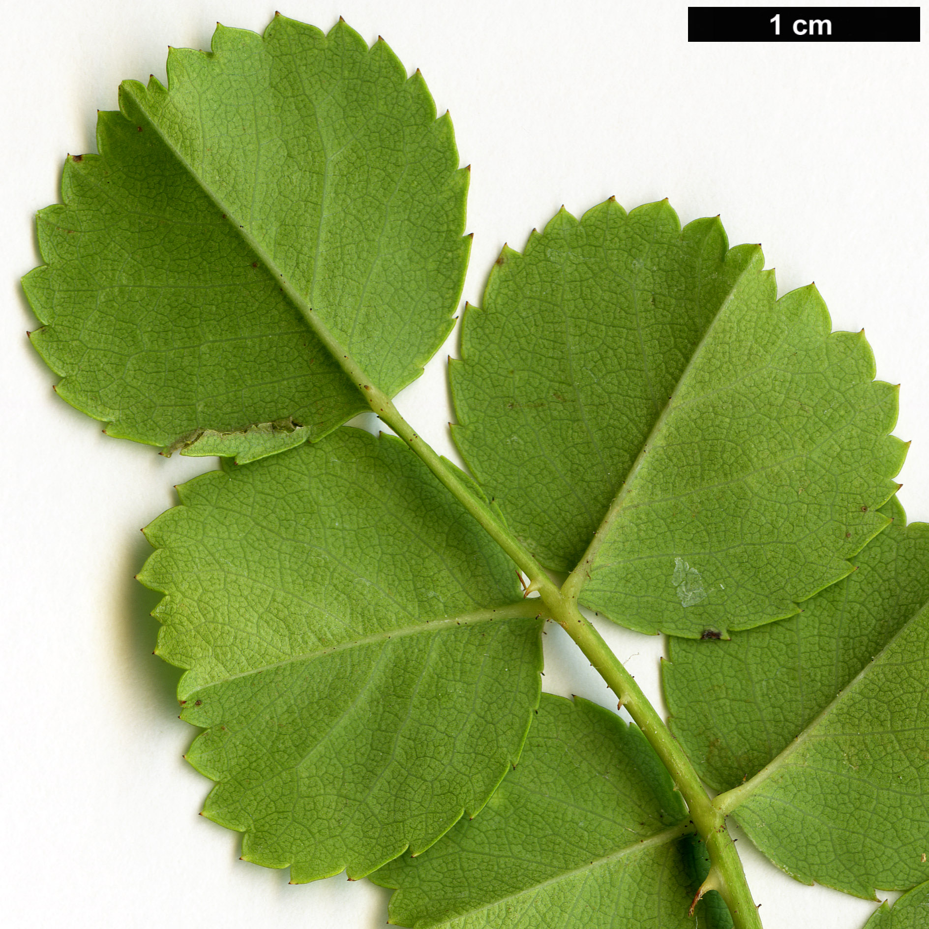 High resolution image: Family: Rosaceae - Genus: Rosa - Taxon: wichuraiana