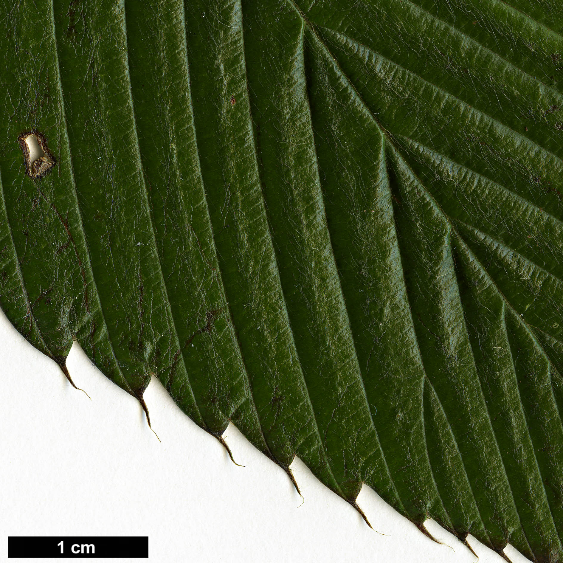 High resolution image: Family: Rosaceae - Genus: Rubus - Taxon: calophyllus