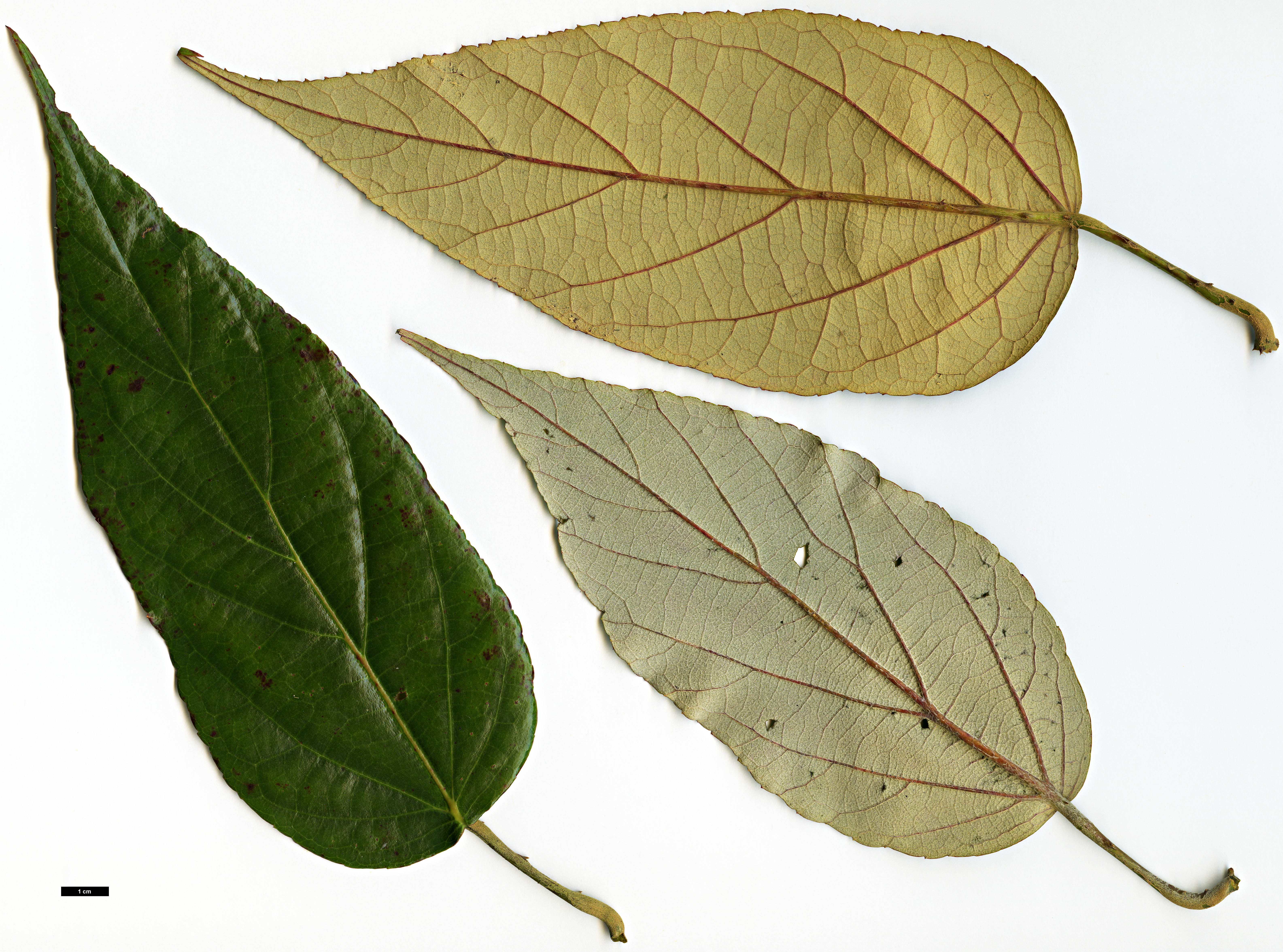 High resolution image: Family: Rosaceae - Genus: Rubus - Taxon: caudifolius