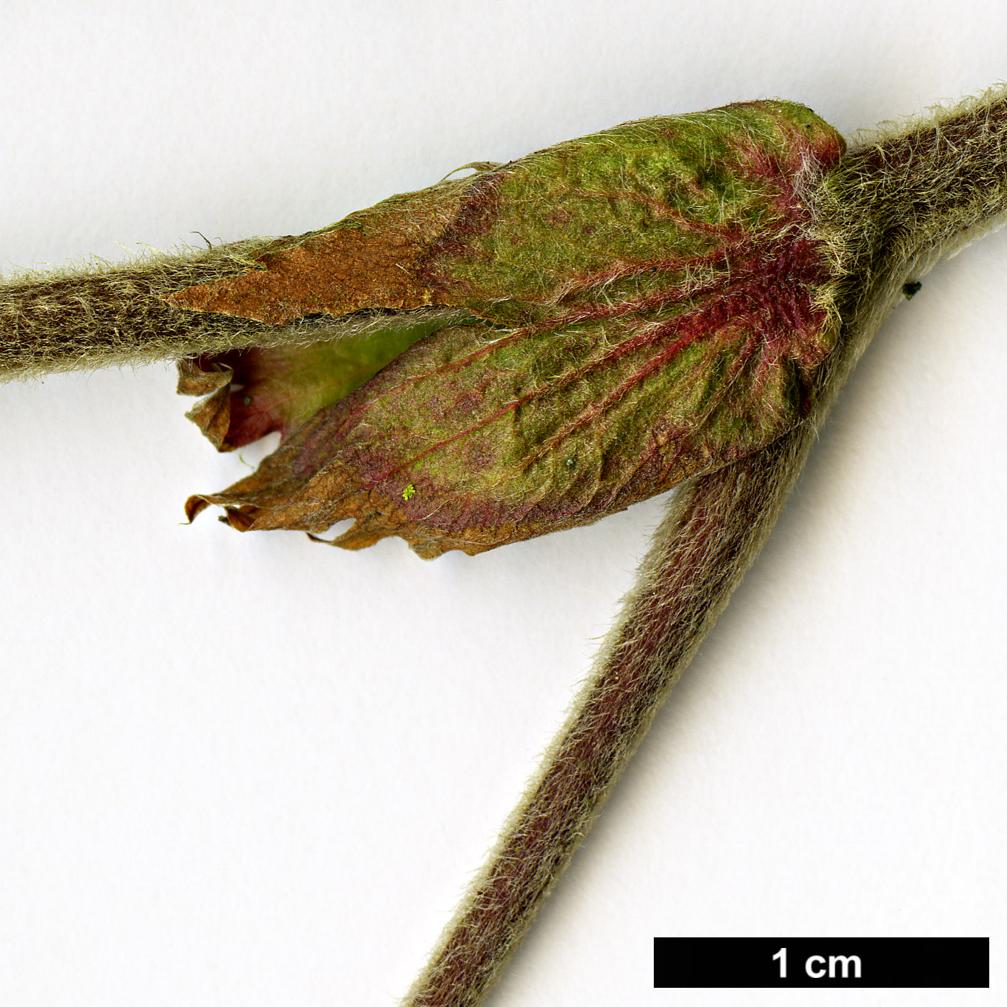 High resolution image: Family: Rosaceae - Genus: Rubus - Taxon: formosensis
