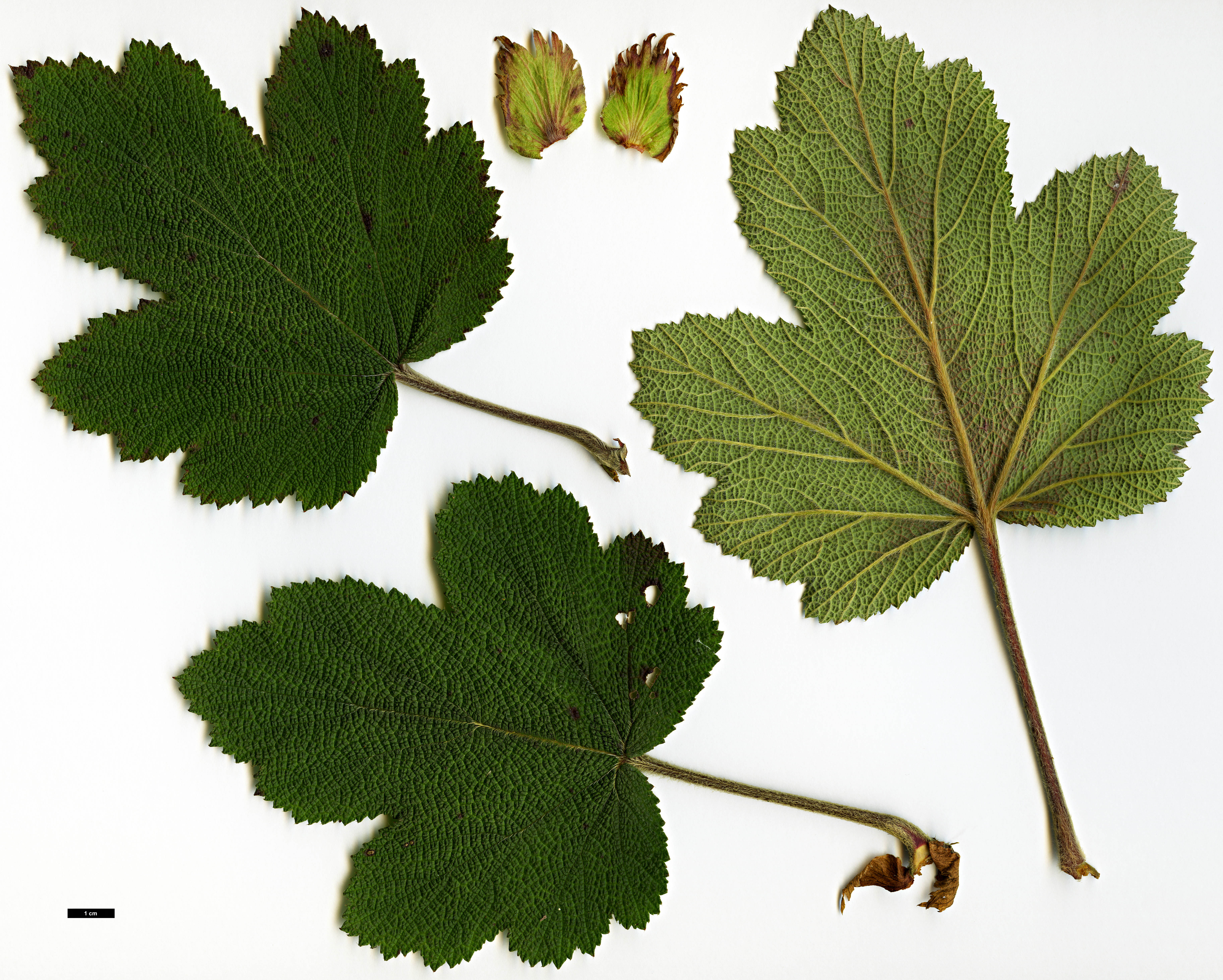 High resolution image: Family: Rosaceae - Genus: Rubus - Taxon: formosensis