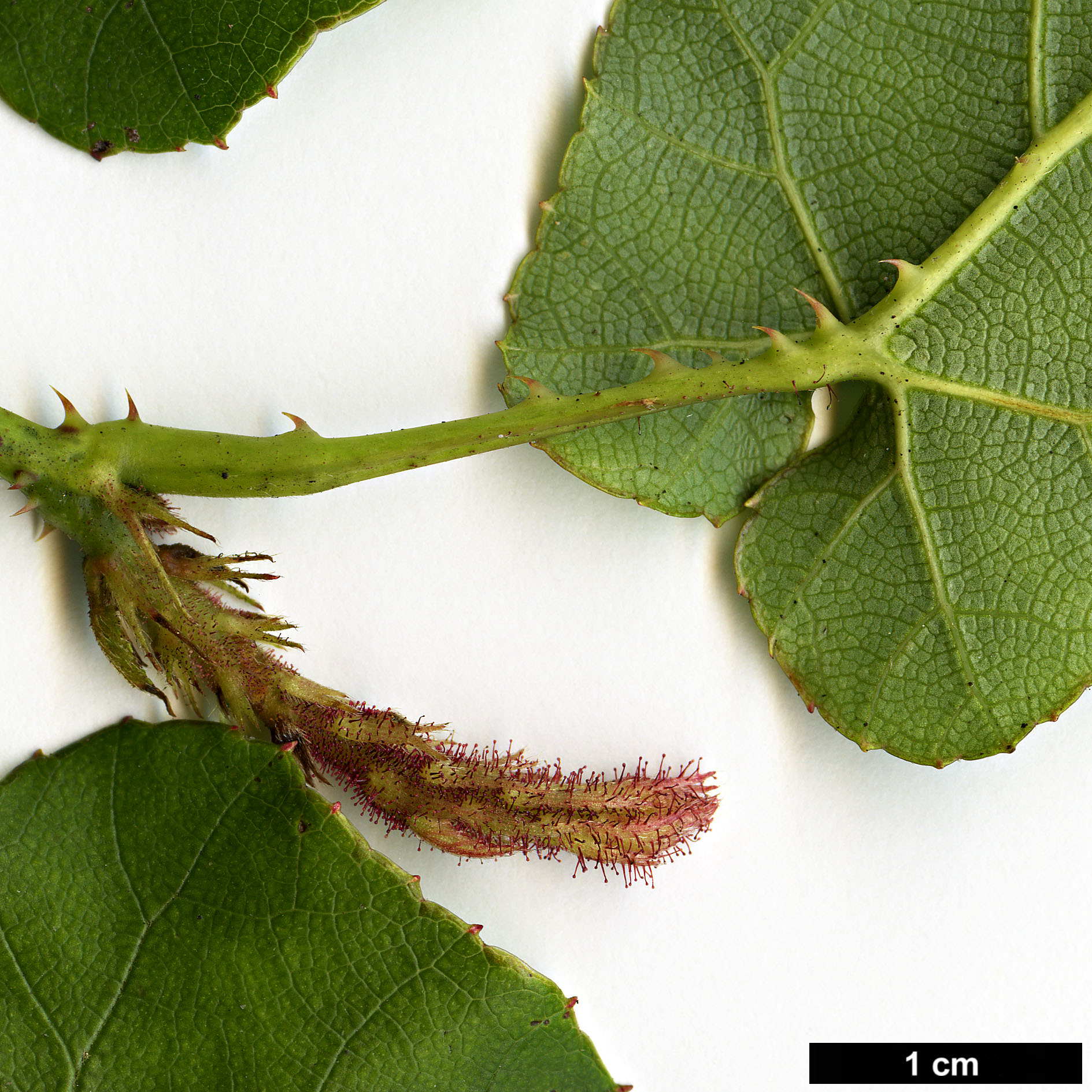 High resolution image: Family: Rosaceae - Genus: Rubus - Taxon: ichangensis