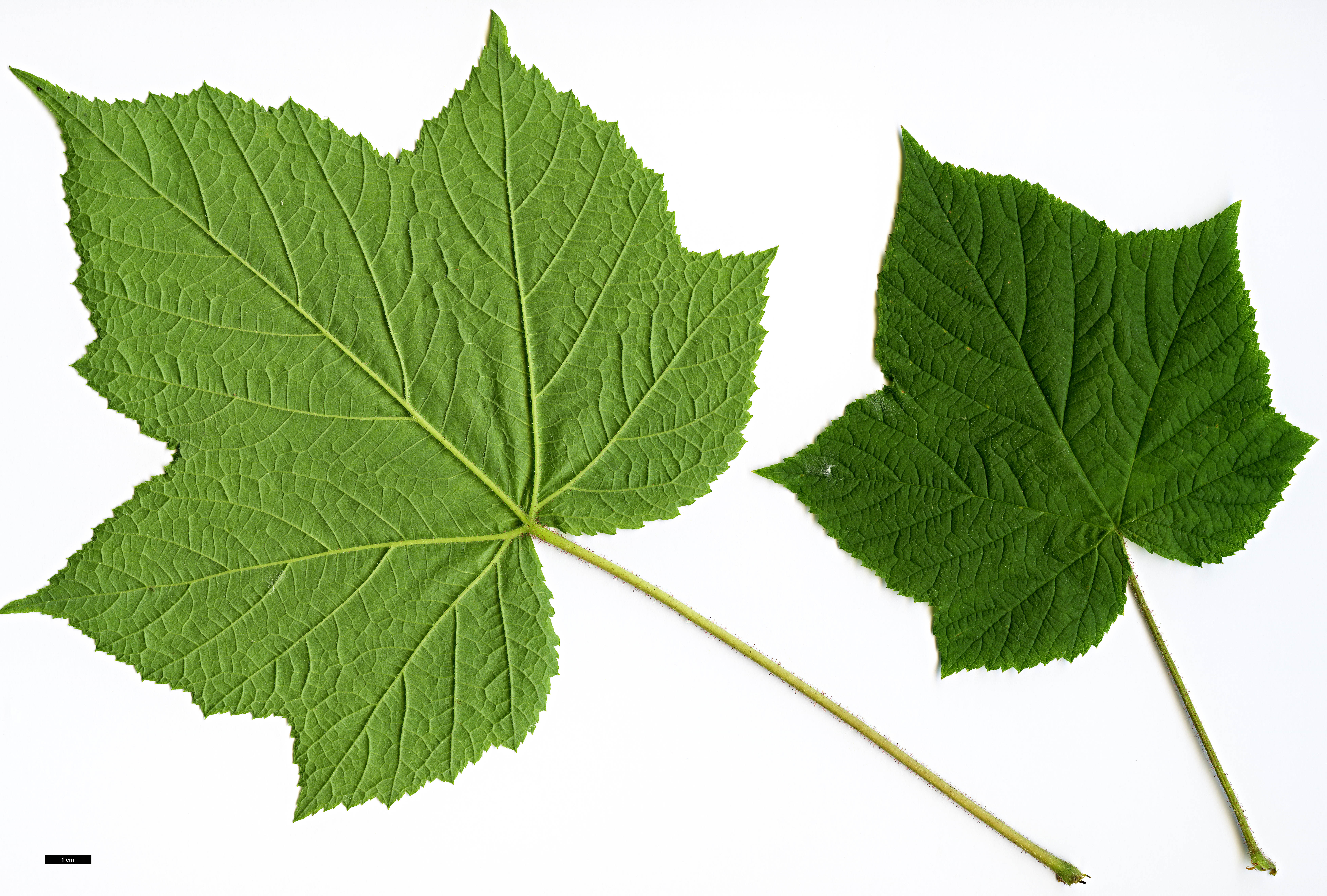 High resolution image: Family: Rosaceae - Genus: Rubus - Taxon: odoratus