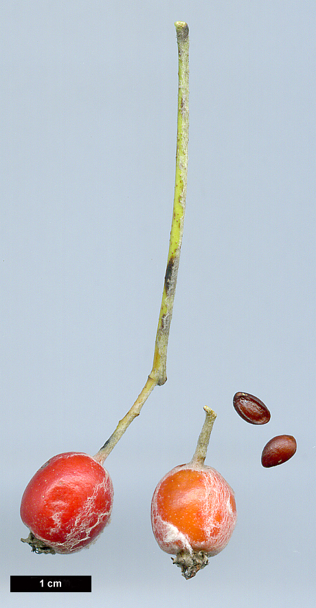 High resolution image: Family: Rosaceae - Genus: Sorbus - Taxon: aria