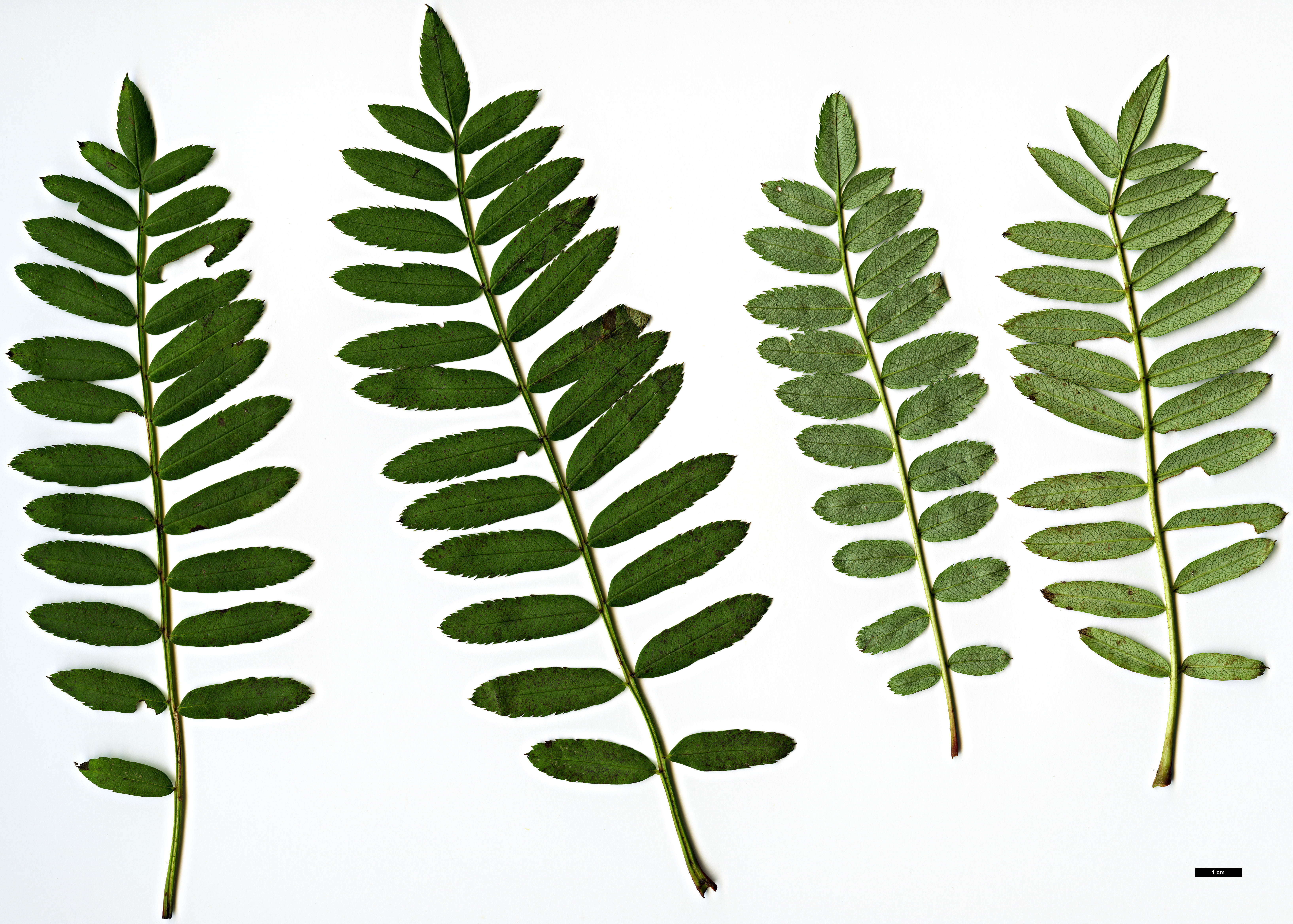High resolution image: Family: Rosaceae - Genus: Sorbus - Taxon: bissetii