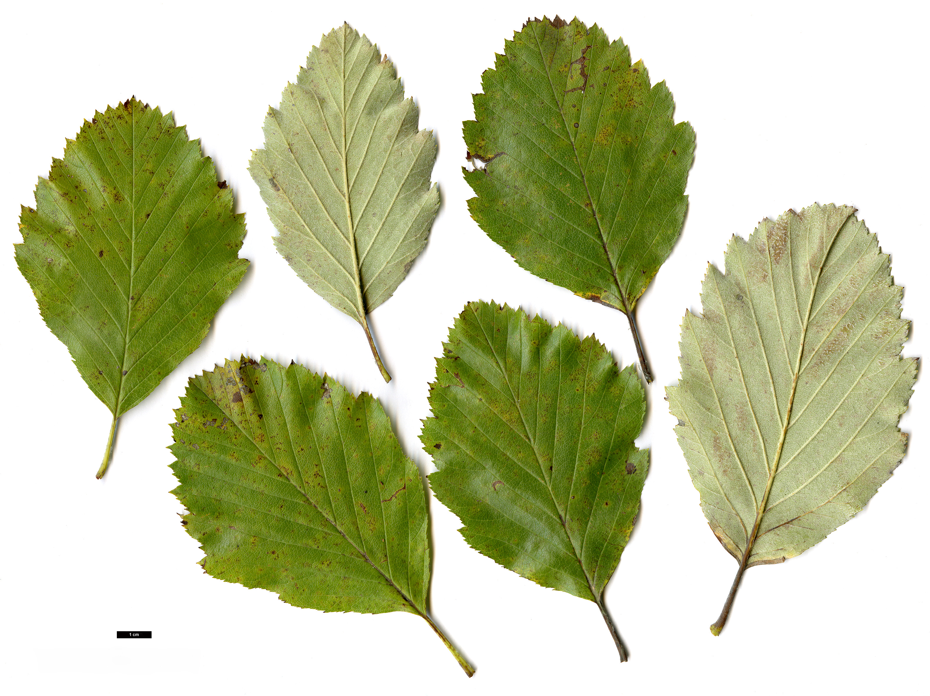 High resolution image: Family: Rosaceae - Genus: Sorbus - Taxon: bristoliensis
