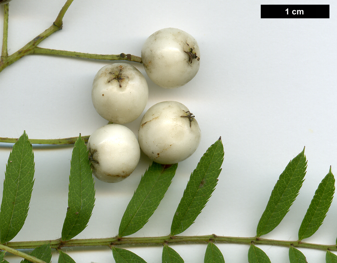 High resolution image: Family: Rosaceae - Genus: Sorbus - Taxon: eburnea
