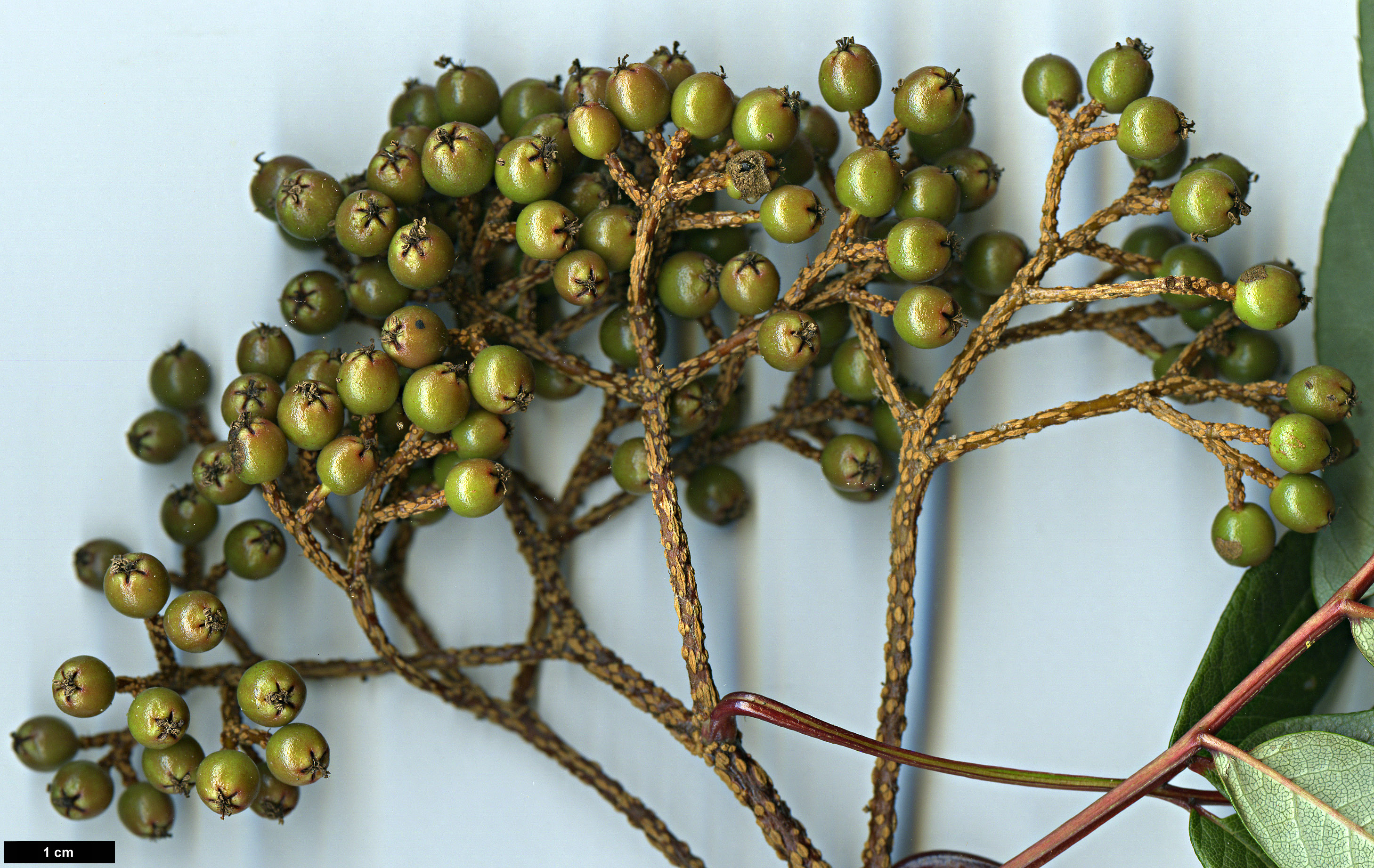 High resolution image: Family: Rosaceae - Genus: Sorbus - Taxon: fansipanensis