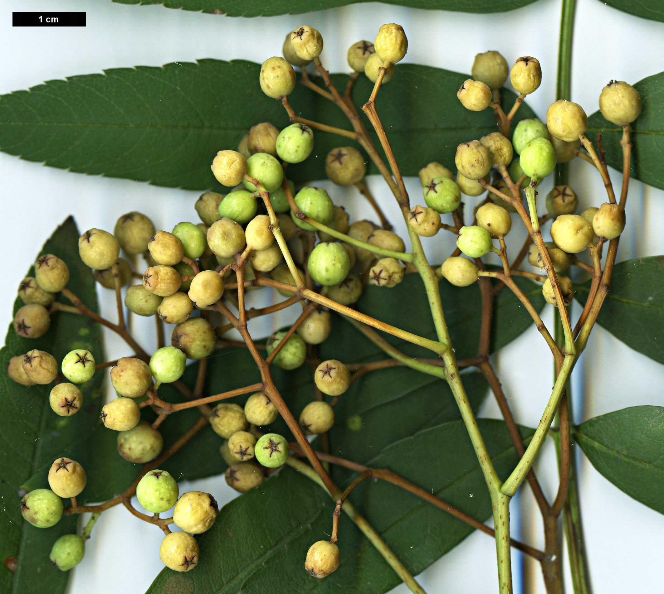 High resolution image: Family: Rosaceae - Genus: Sorbus - Taxon: fosteri