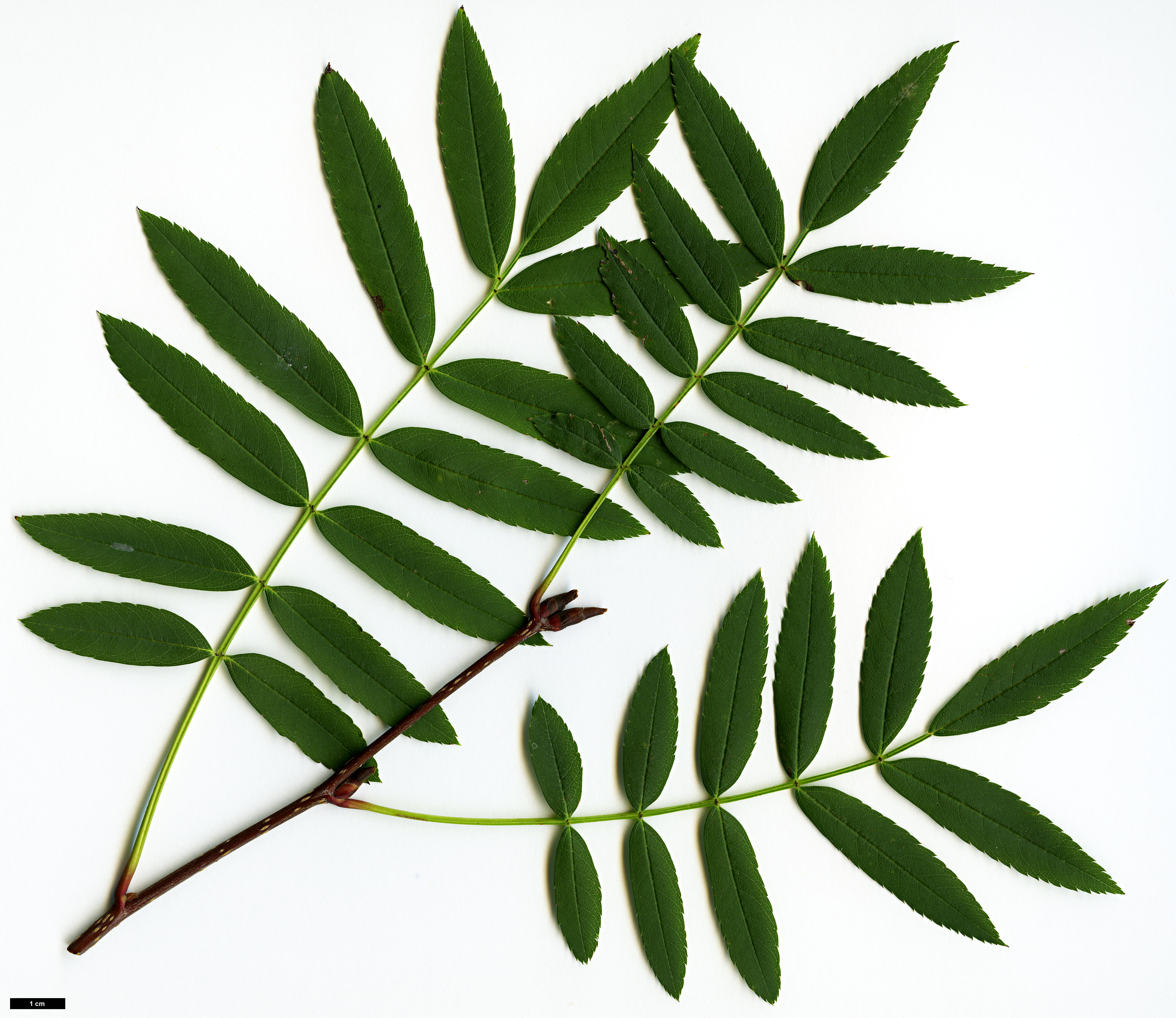 High resolution image: Family: Rosaceae - Genus: Sorbus - Taxon: fosteri