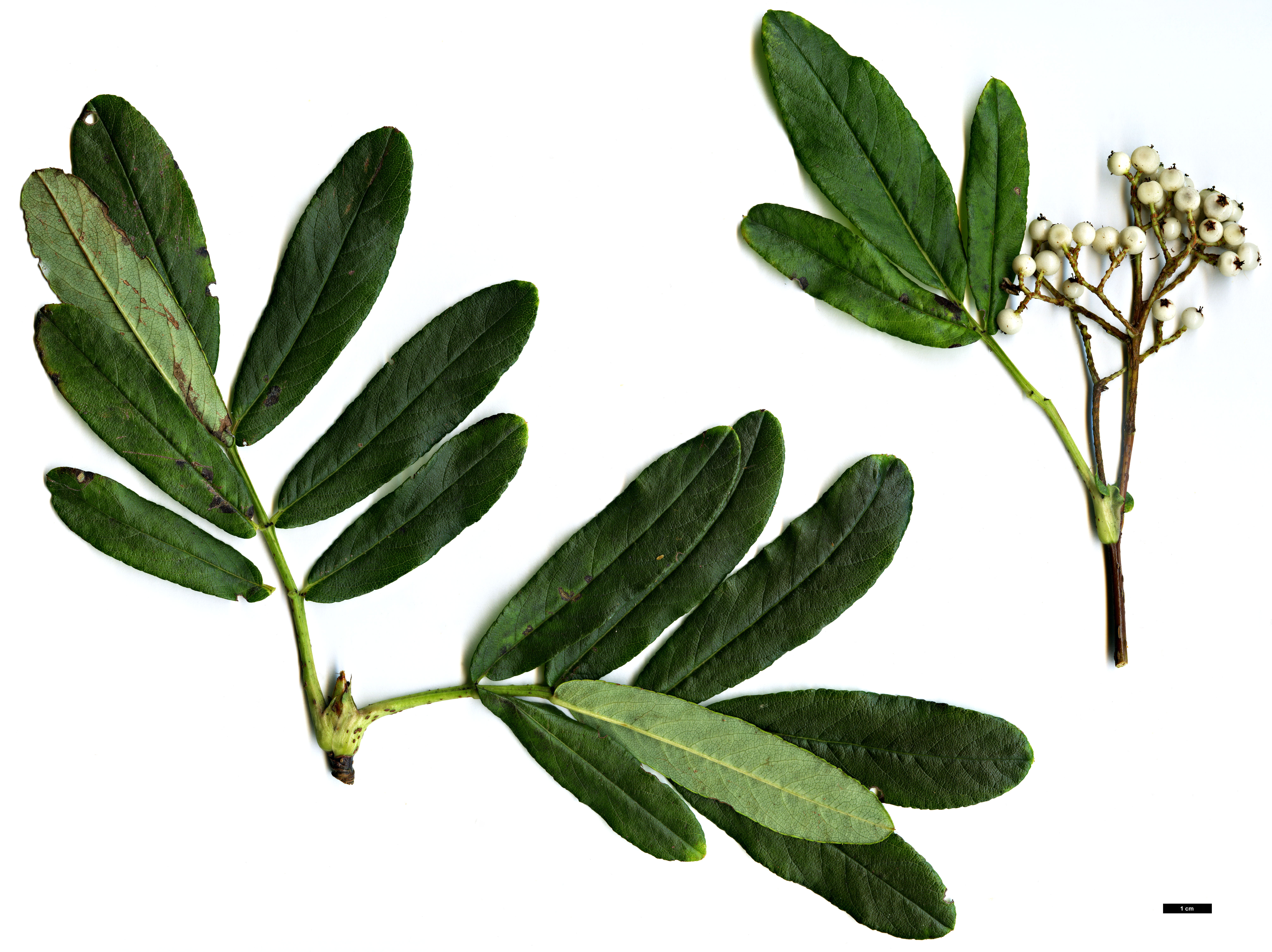 High resolution image: Family: Rosaceae - Genus: Sorbus - Taxon: harrowiana