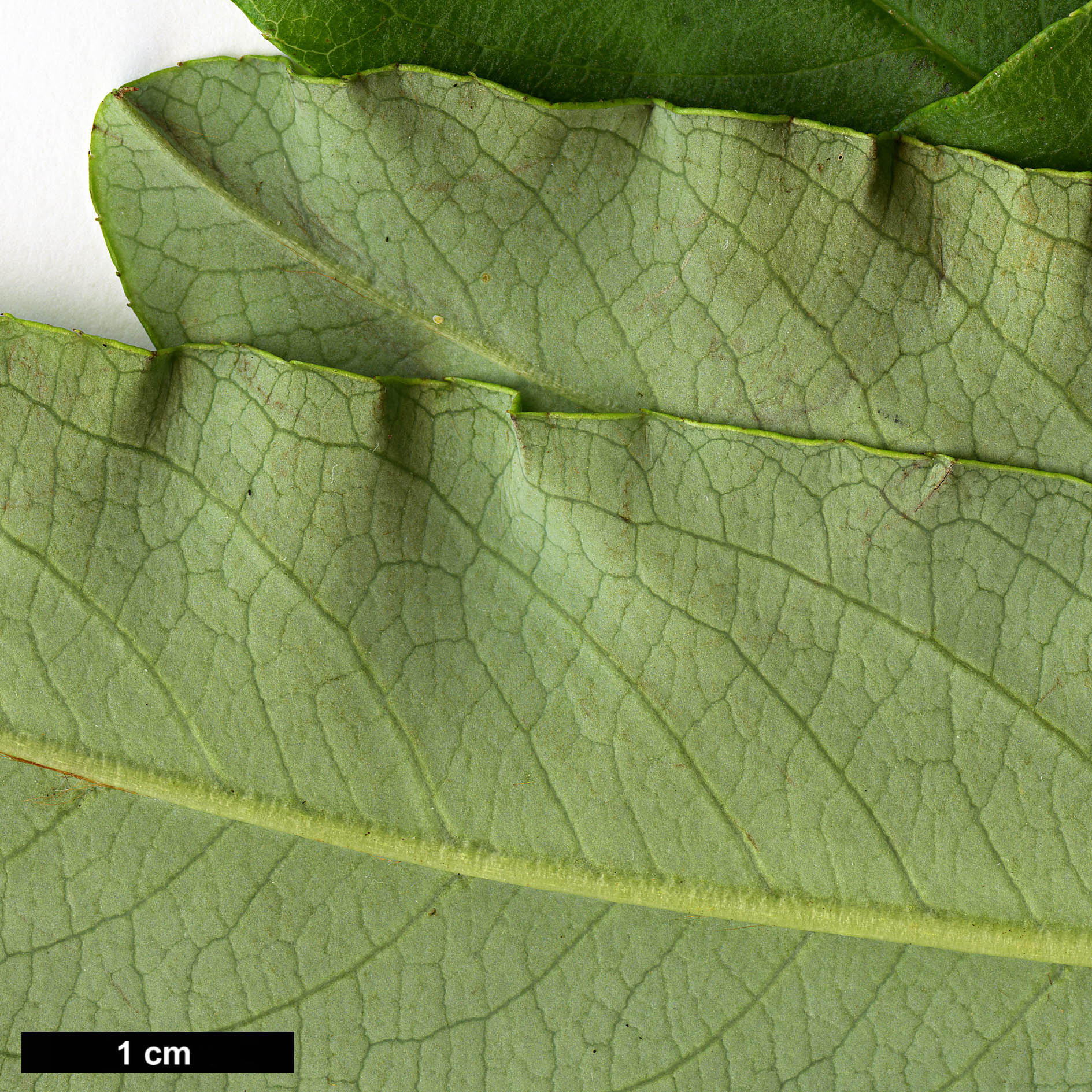 High resolution image: Family: Rosaceae - Genus: Sorbus - Taxon: harrowiana
