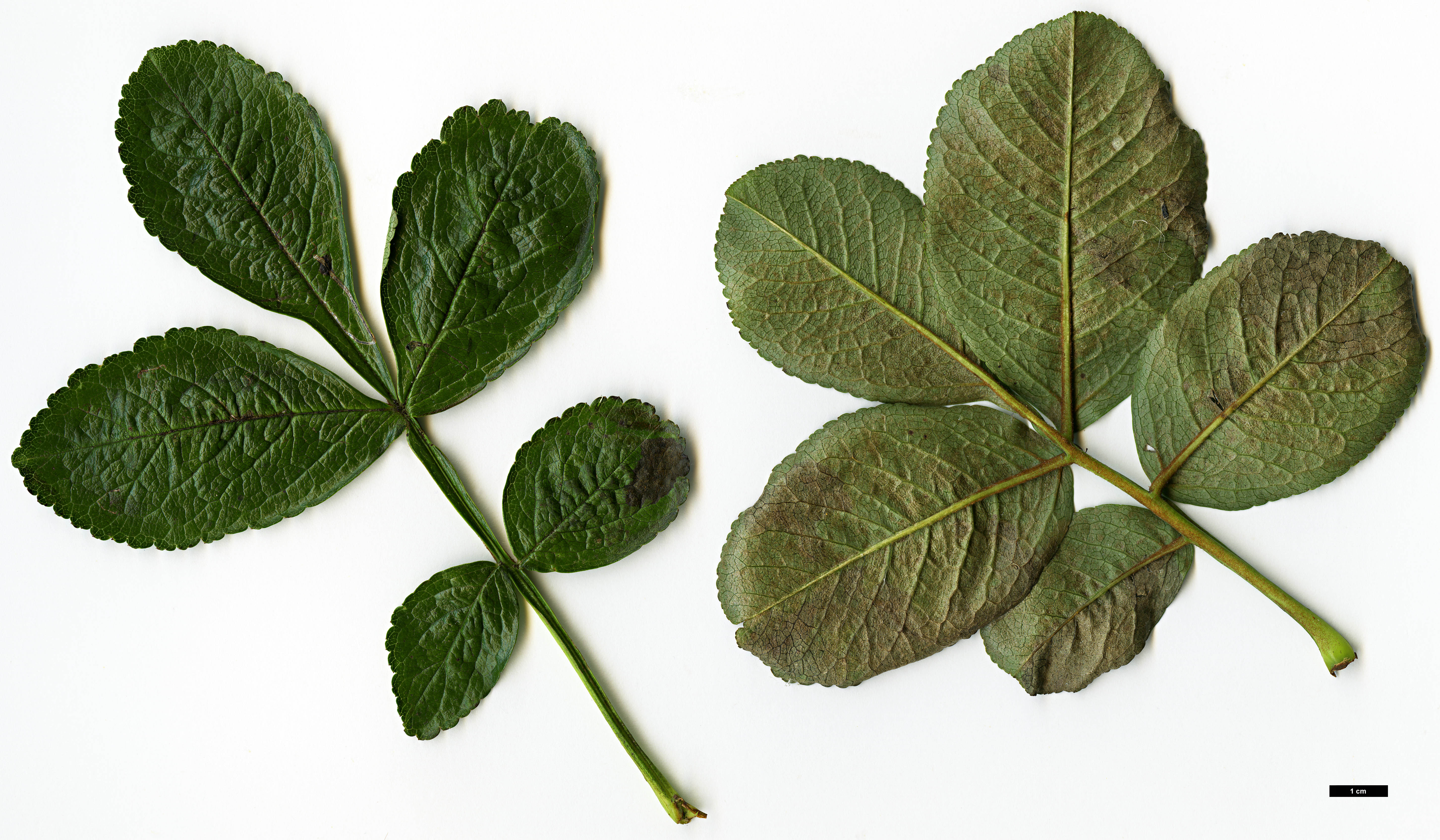 High resolution image: Family: Rosaceae - Genus: Sorbus - Taxon: helenae