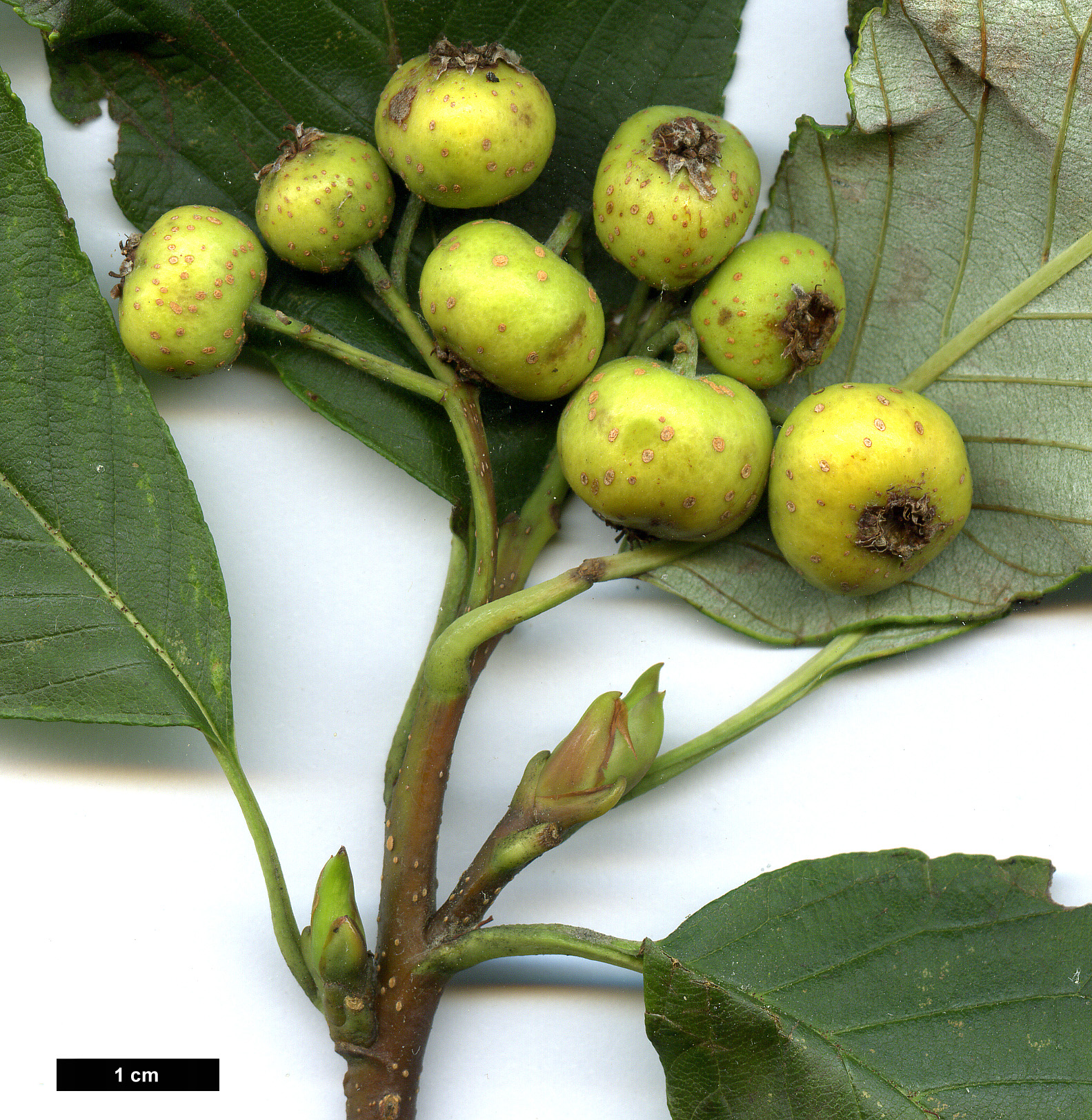 High resolution image: Family: Rosaceae - Genus: Sorbus - Taxon: hemsleyi