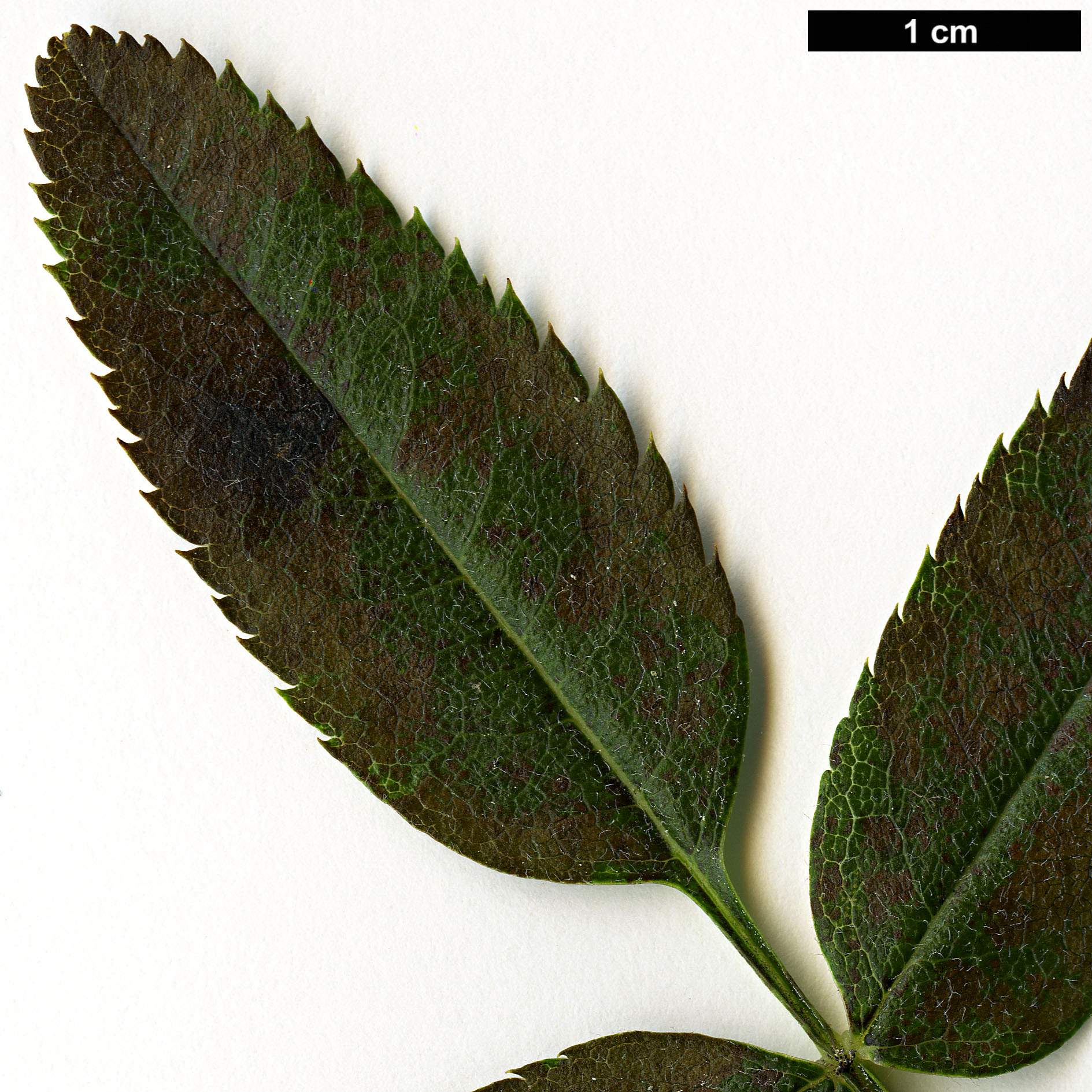 High resolution image: Family: Rosaceae - Genus: Sorbus - Taxon: hypoglauca
