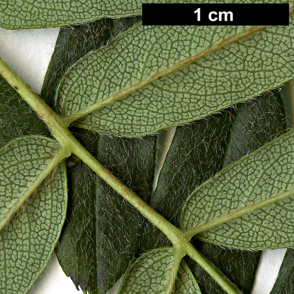 High resolution image: Family: Rosaceae - Genus: Sorbus - Taxon: hypoglauca