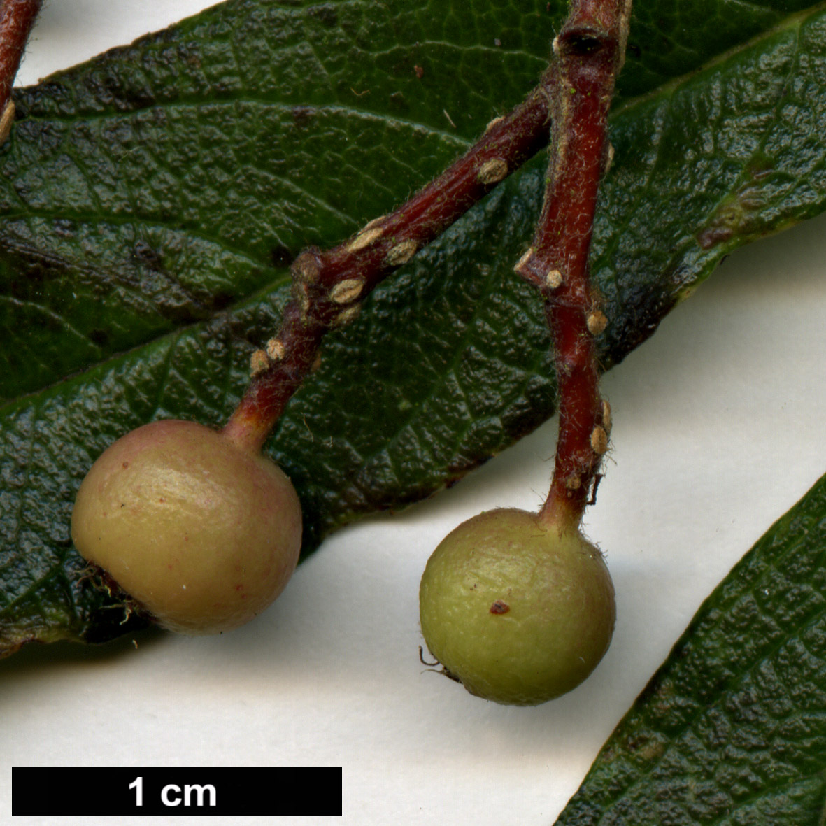 High resolution image: Family: Rosaceae - Genus: Sorbus - Taxon: insignis