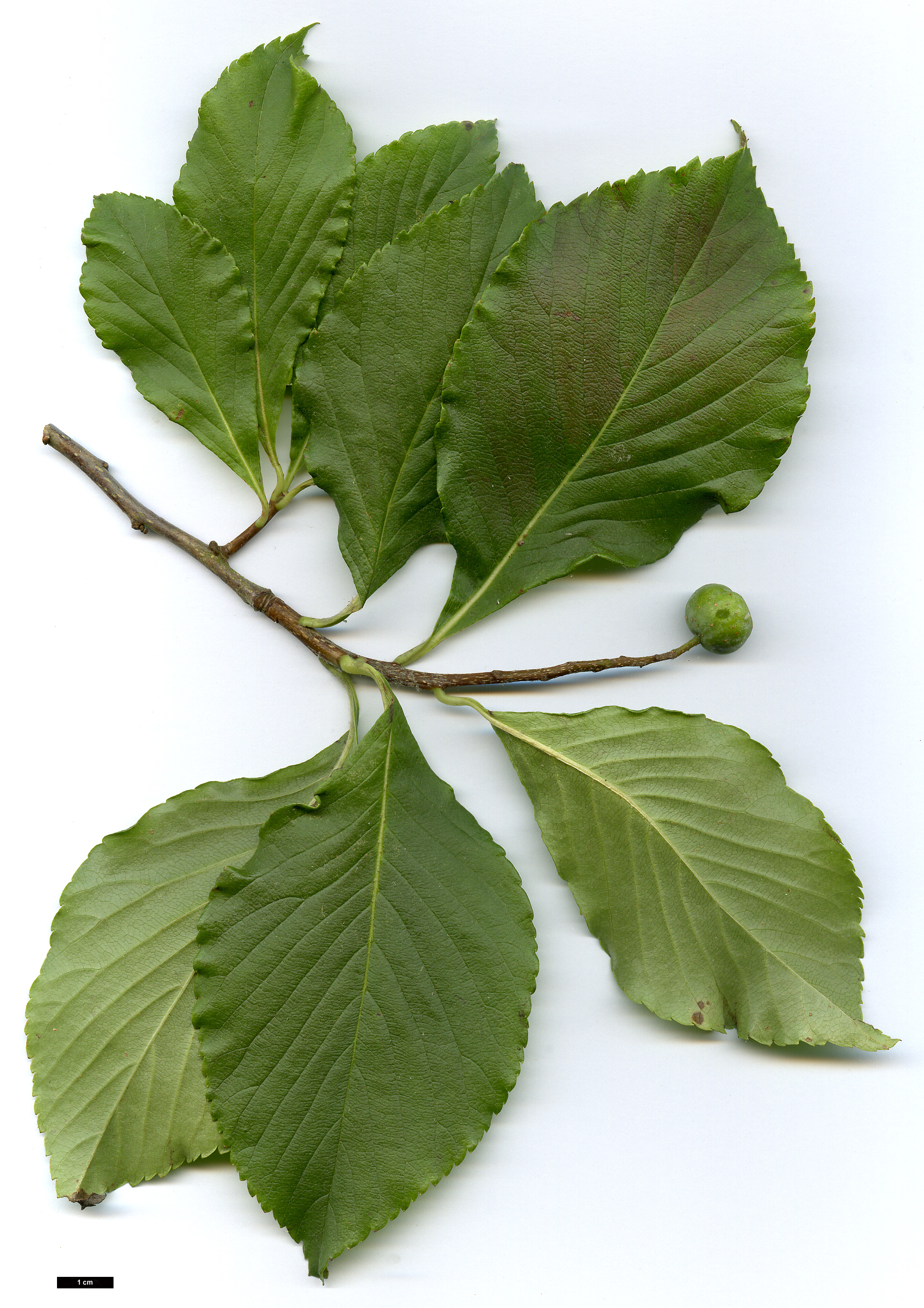 High resolution image: Family: Rosaceae - Genus: Sorbus - Taxon: keissleri