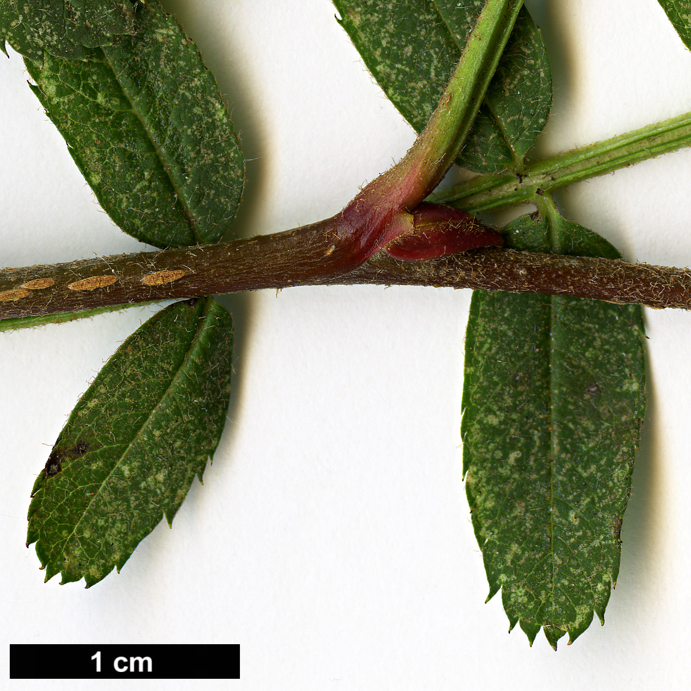 High resolution image: Family: Rosaceae - Genus: Sorbus - Taxon: khumbuensis