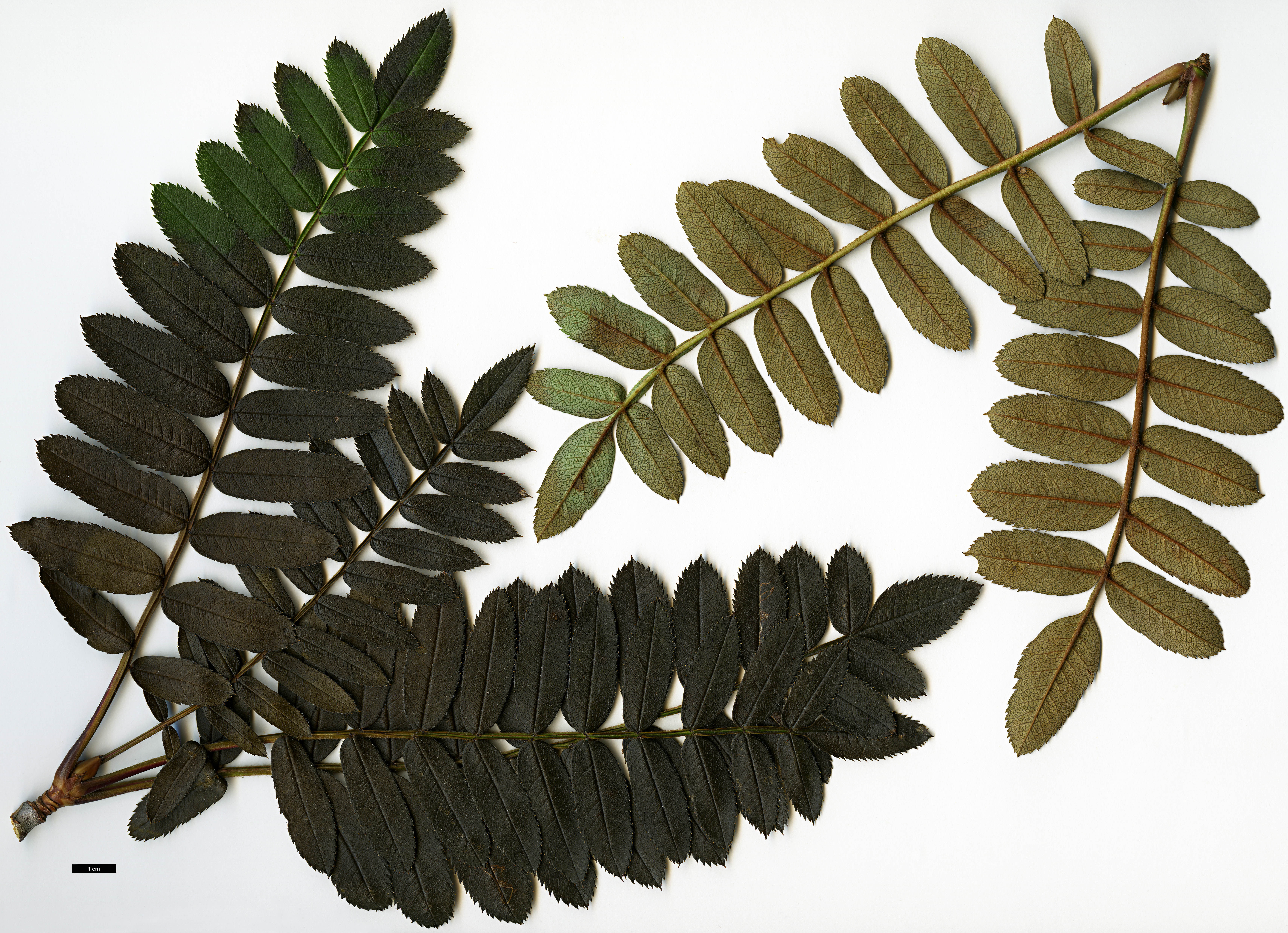 High resolution image: Family: Rosaceae - Genus: Sorbus - Taxon: kongboensis