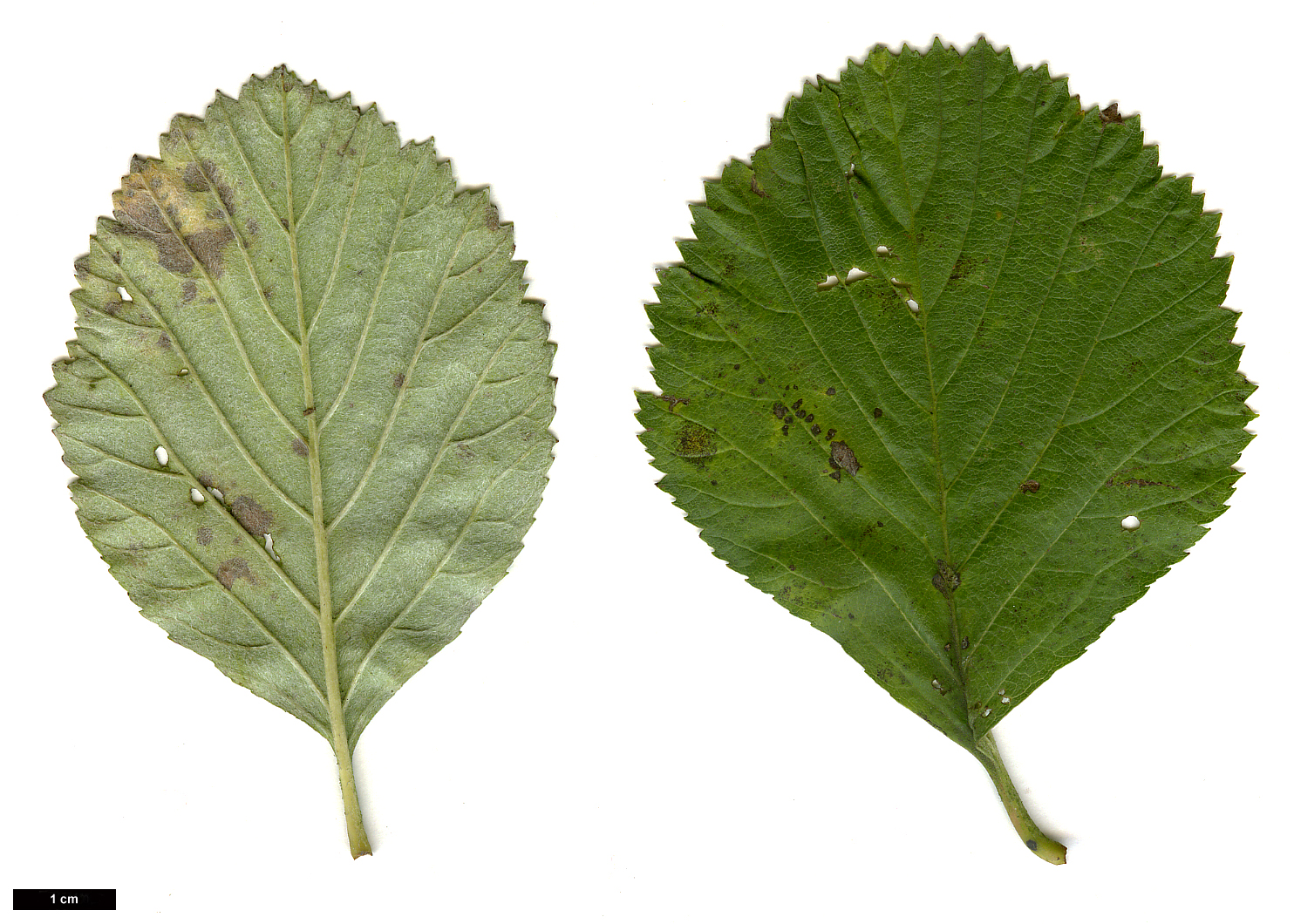 High resolution image: Family: Rosaceae - Genus: Sorbus - Taxon: lancastriensis